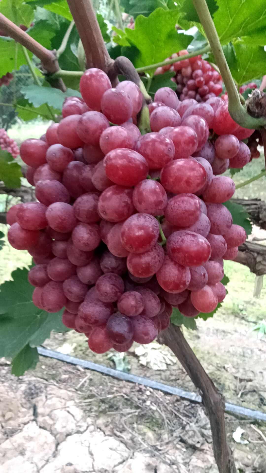 克伦生葡萄全红货现货供应欢迎采购货源充足预购从速看货谈价