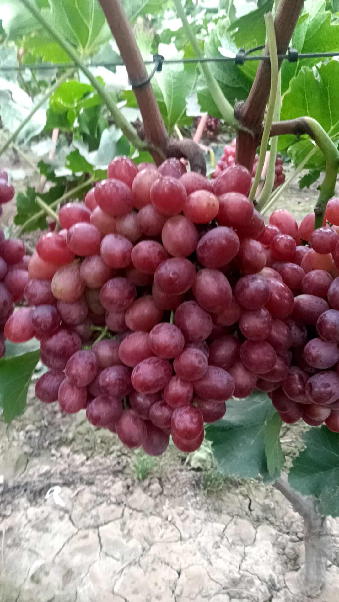 克伦生葡萄全红货现货供应欢迎采购货源充足预购从速看货谈价