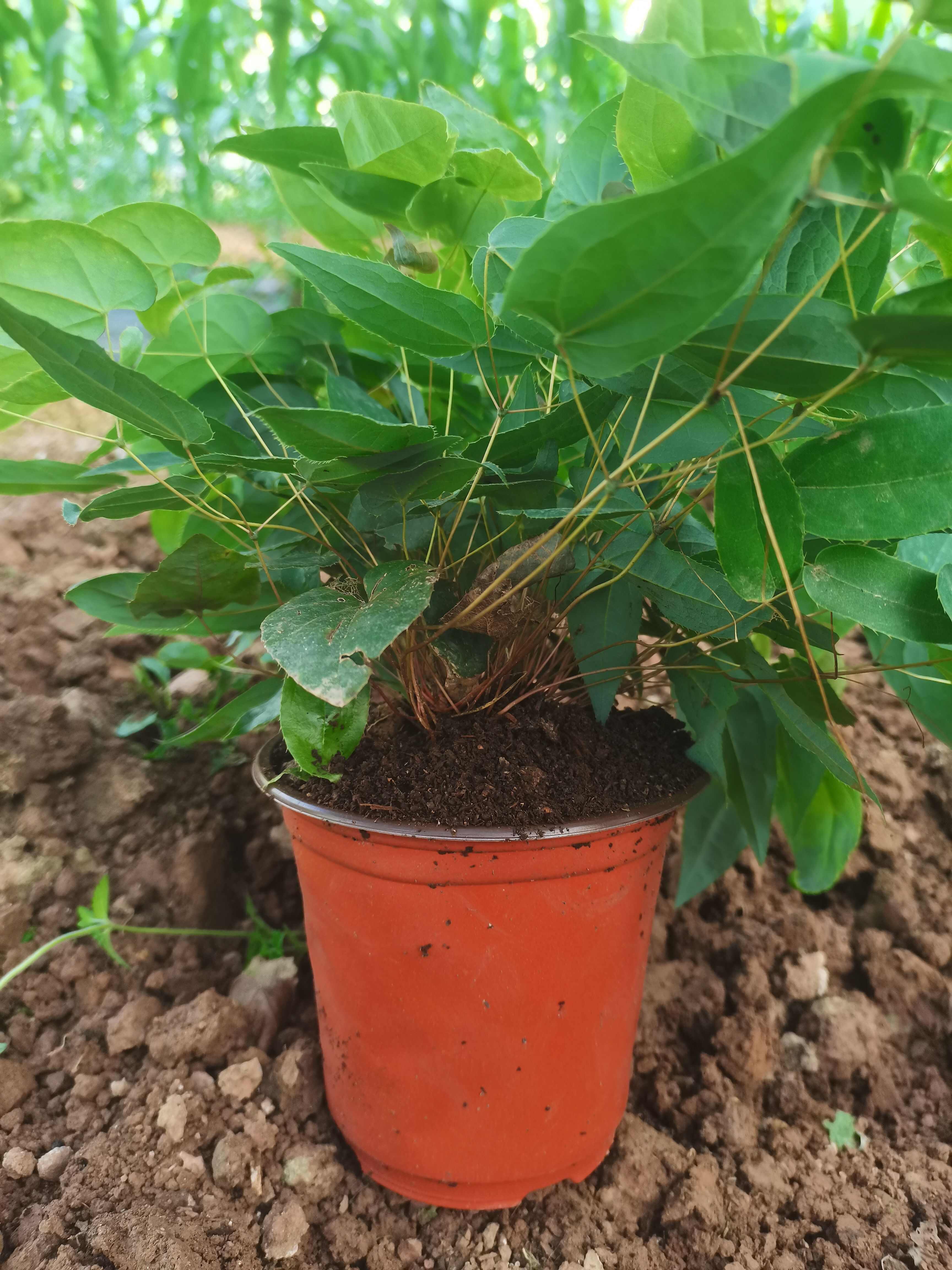 高含量高萌发柔毛淫羊藿原杯原土发货