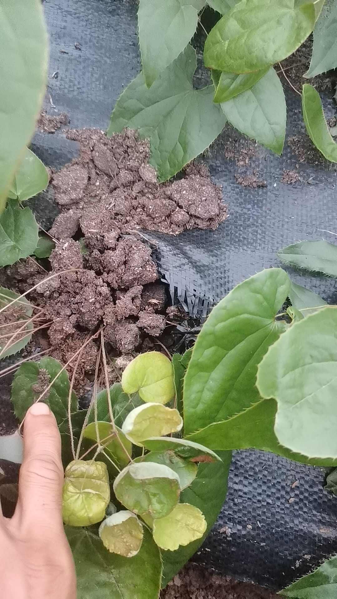 高含量高萌发柔毛淫羊藿原杯原土发货