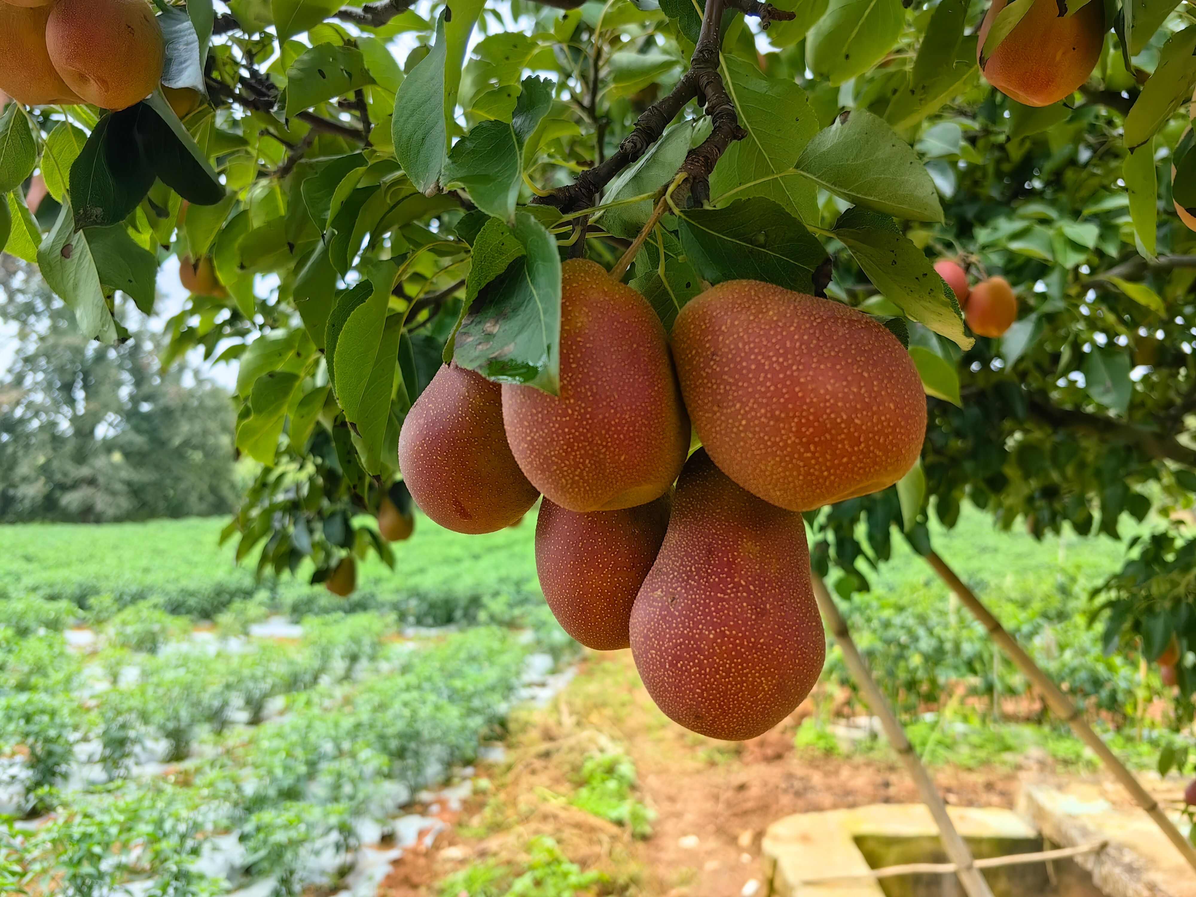 云南葫芦梨