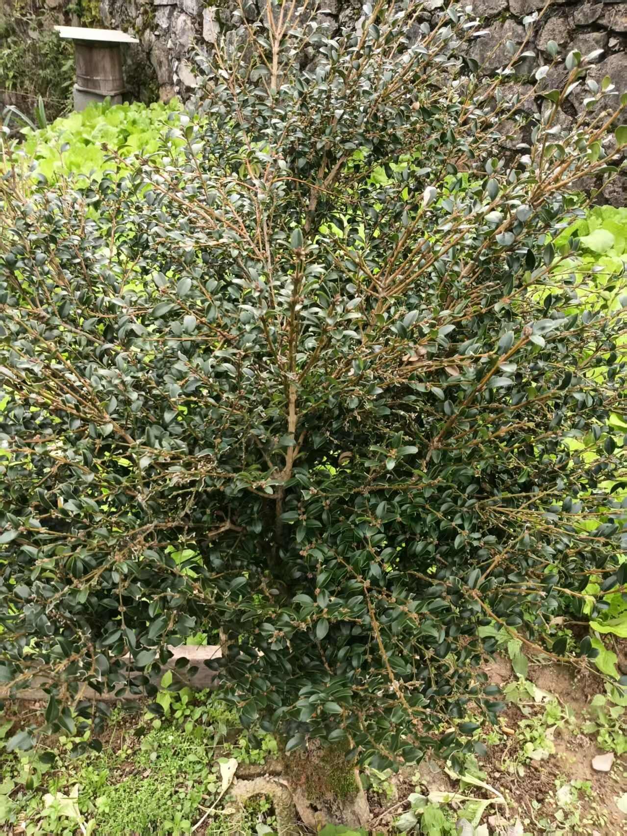 黄杨木  没有修剪
