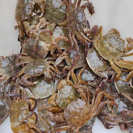 合浦县广西本地江蟹