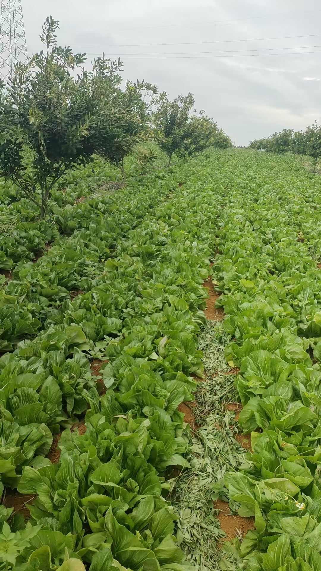 广西横县宾阳玉菜玉芥菜酸菜上市了