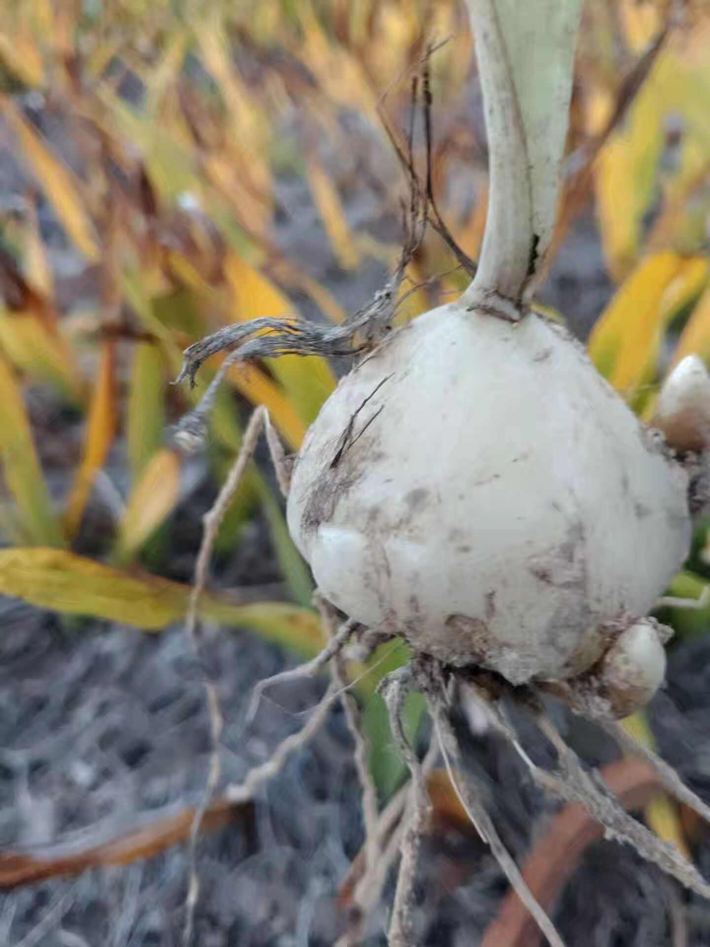 云南家种山慈菇苗冰球子苗独蒜兰苗云南独蒜兰苗