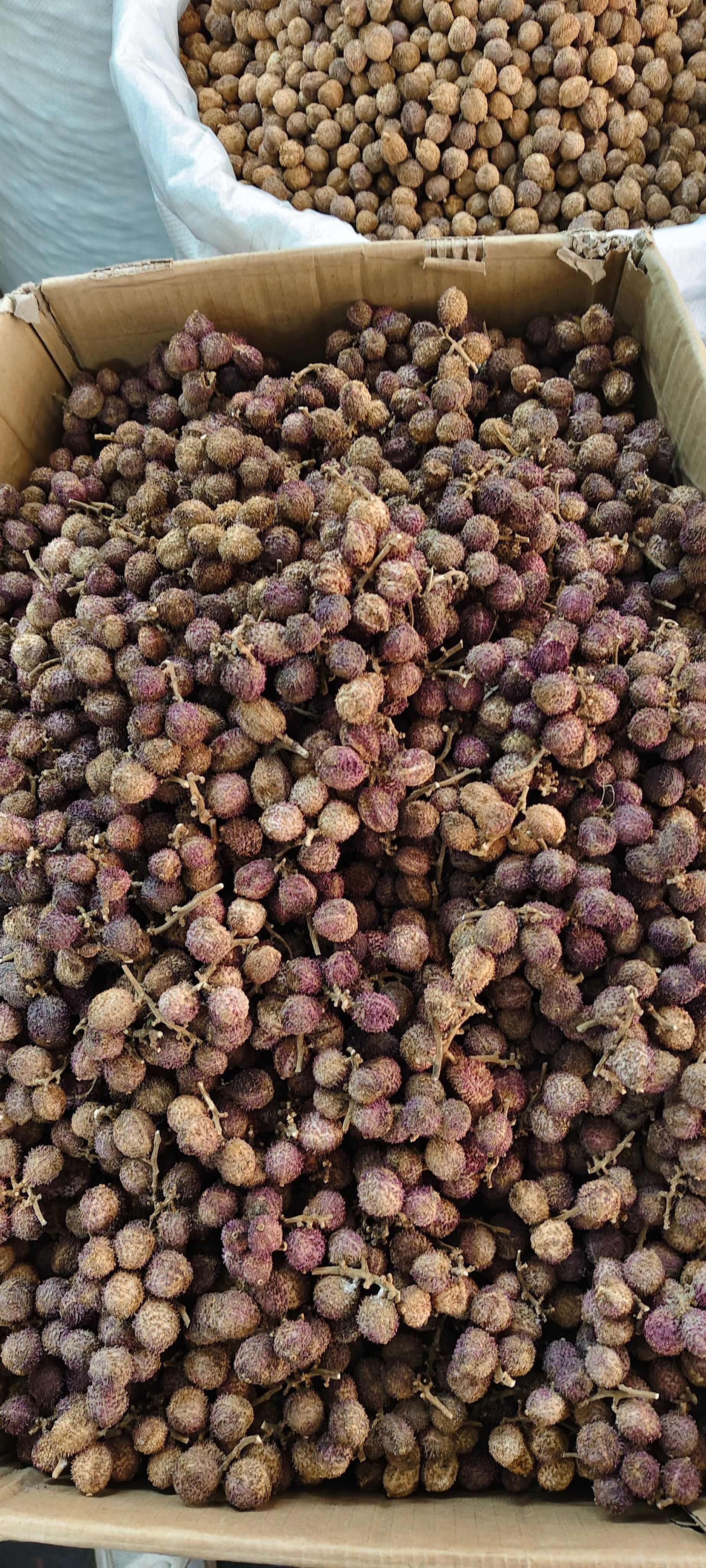 春砂仁，中药材砂仁 源头厂家