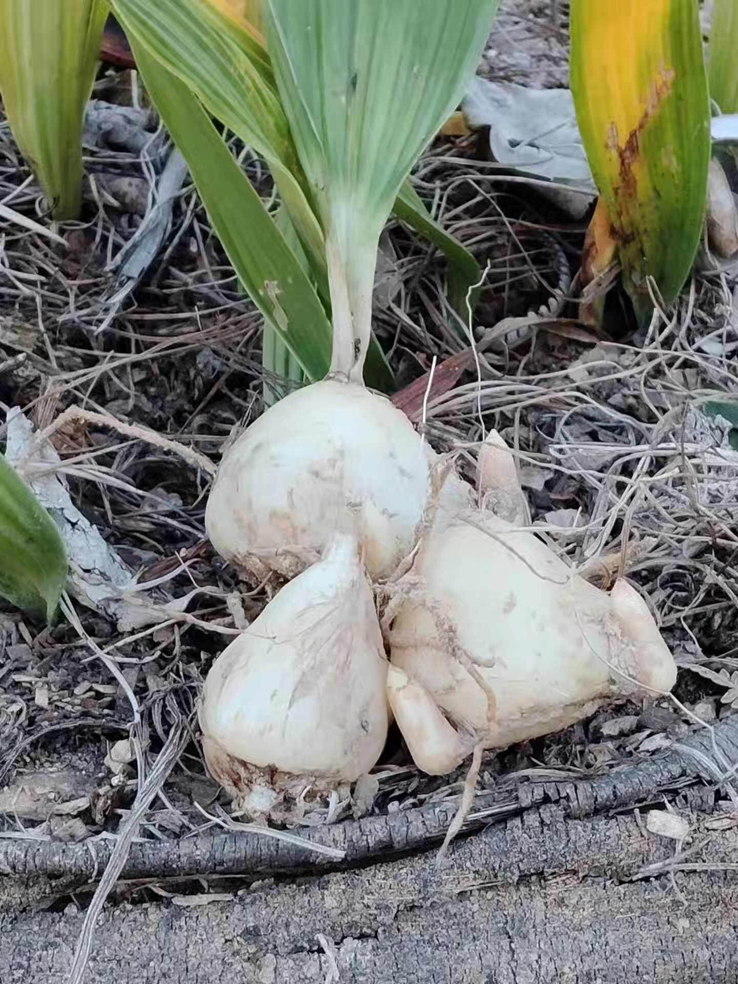 云南家种山慈菇苗冰球子苗独蒜兰苗云南独蒜兰苗