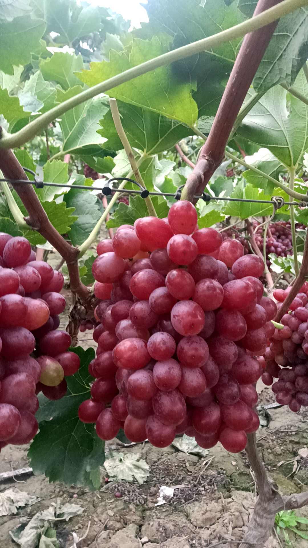 克伦生葡萄全红货现货供应欢迎采购货源充足预购从速看货谈价