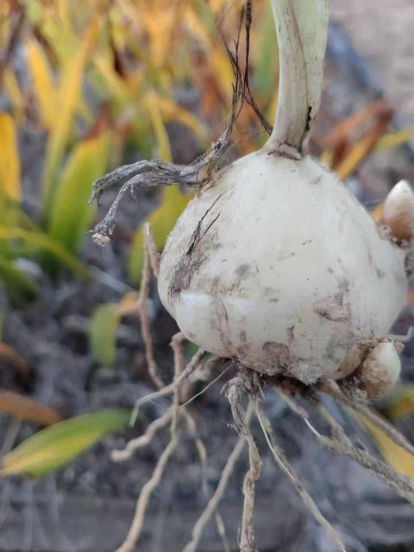 云南家种山慈菇苗冰球子苗独蒜兰苗云南独蒜兰苗