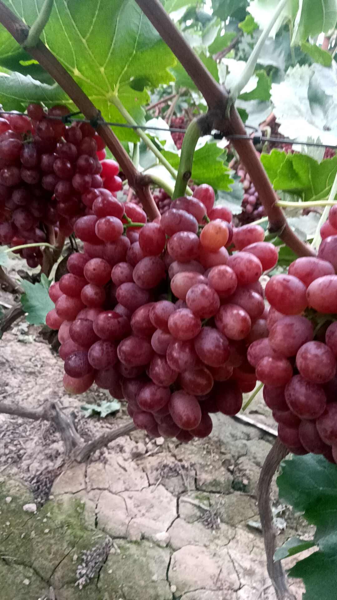 克伦生葡萄全红货现货供应欢迎采购货源充足预购从速看货谈价