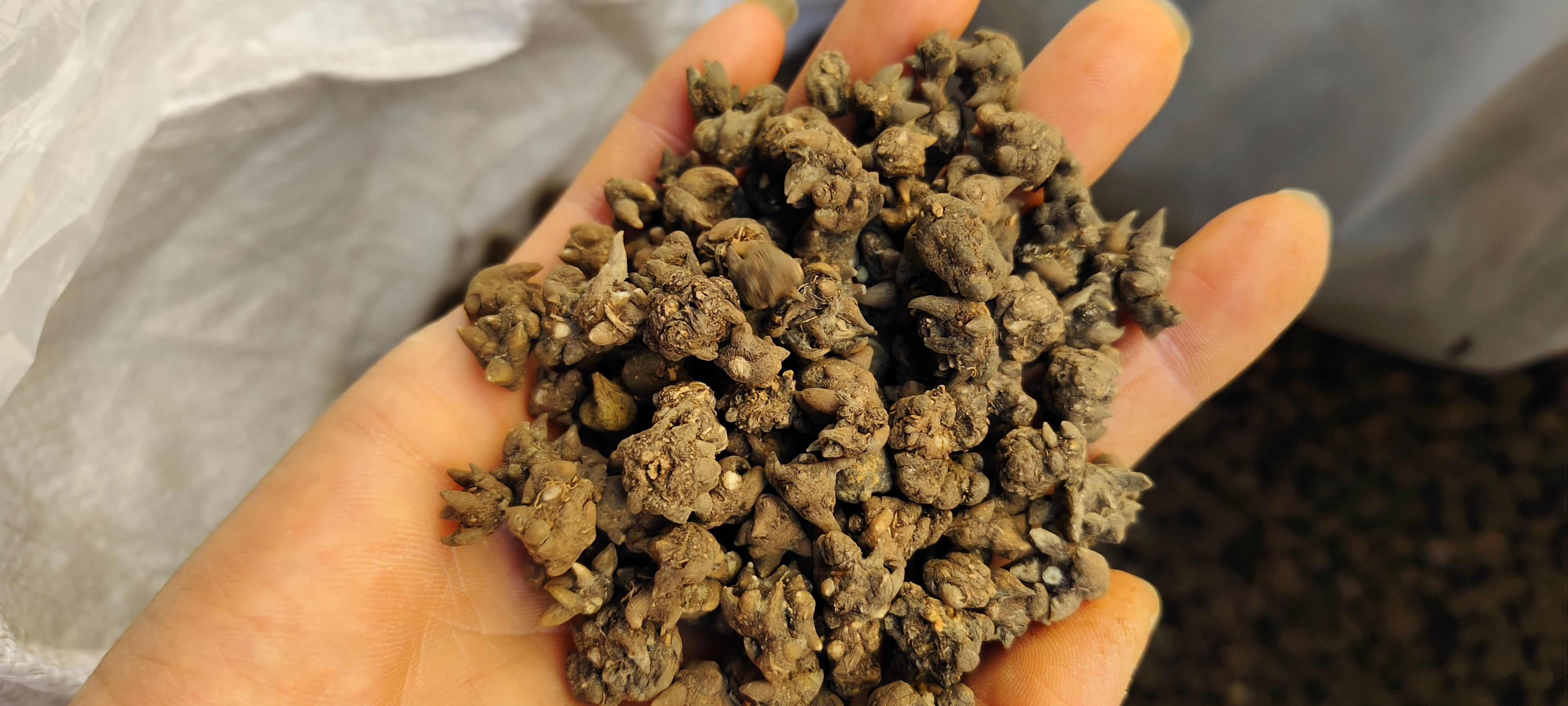 猫爪草，中药材猫爪草，源头厂家好货