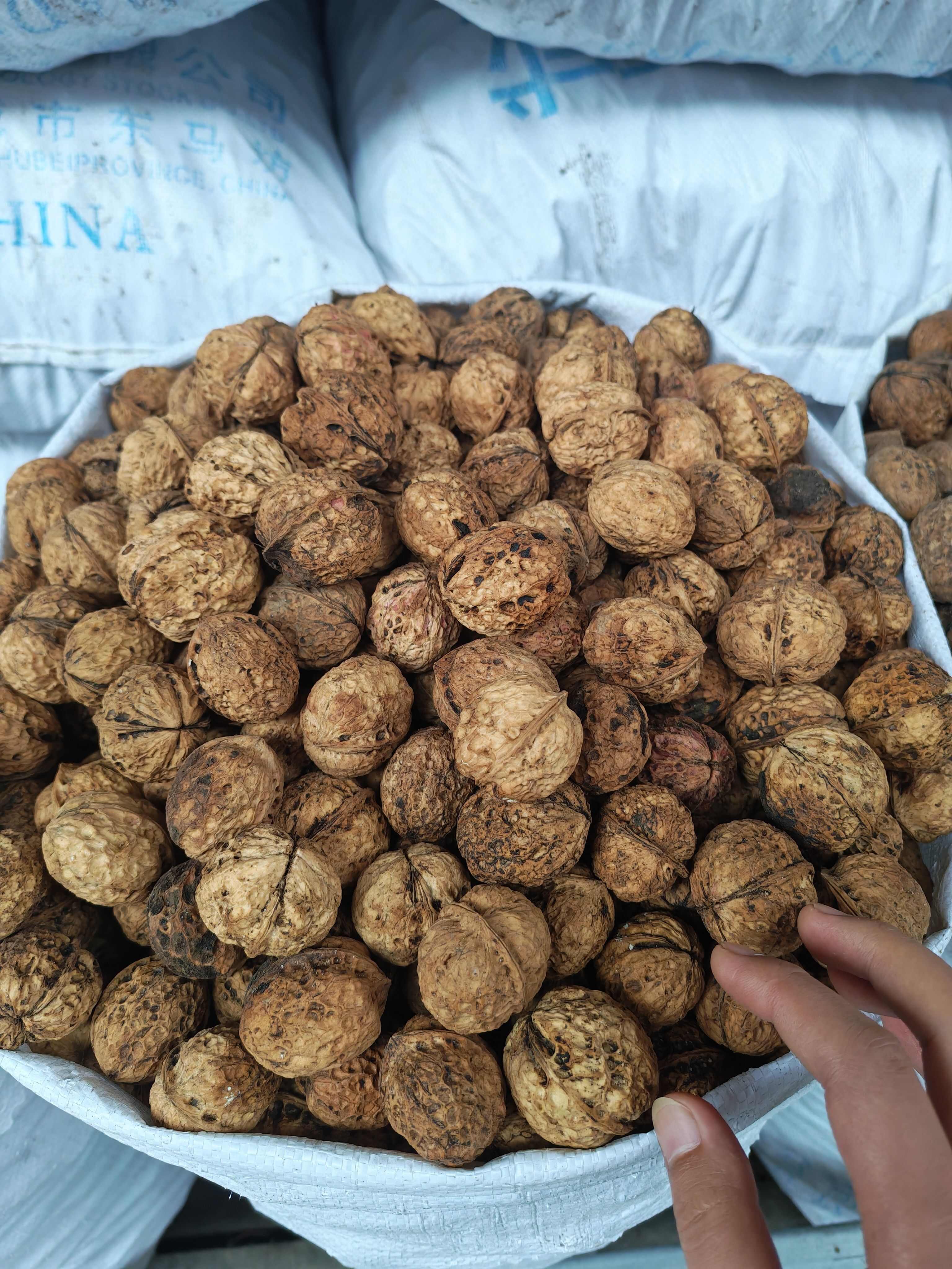 新货大麻子核桃，一手货源