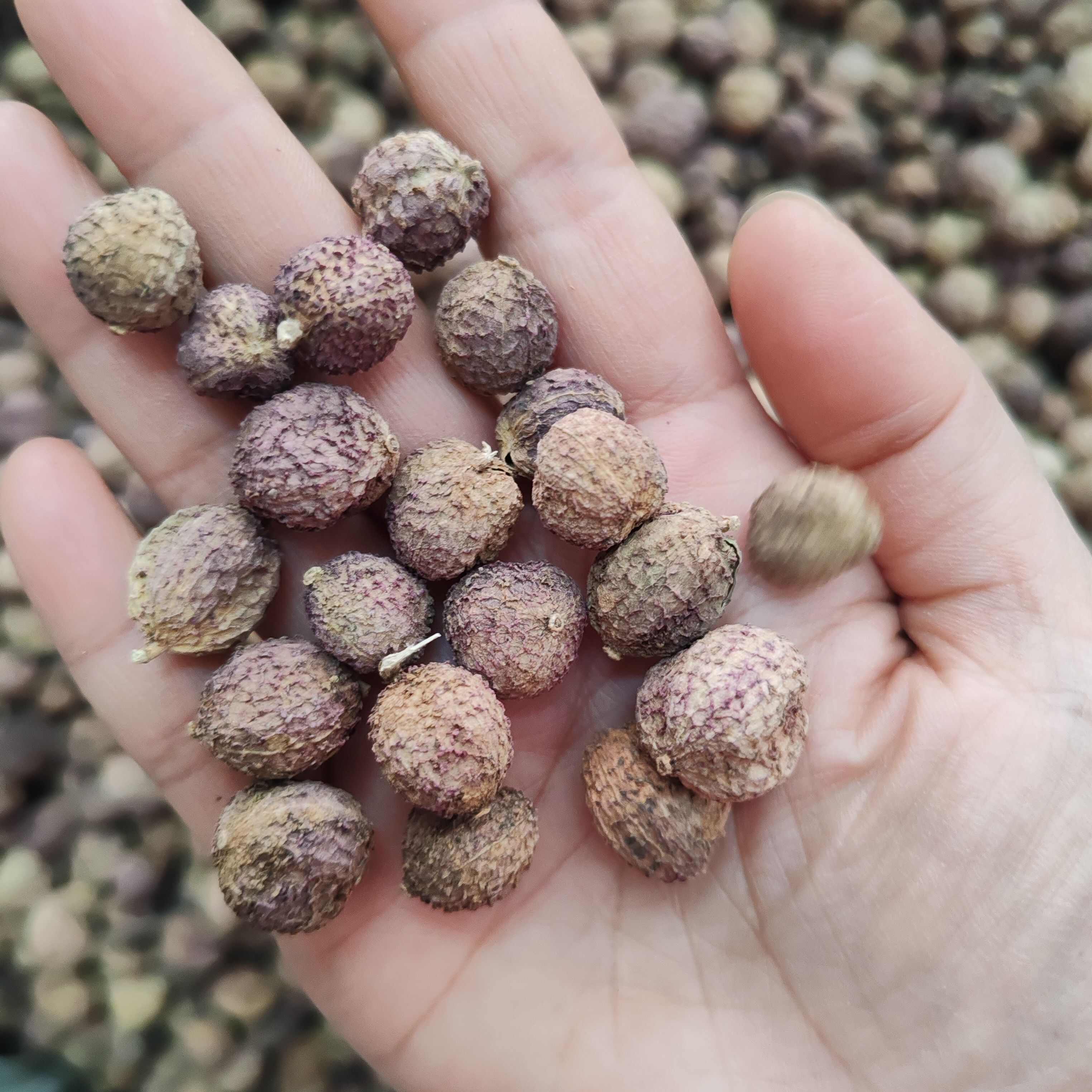 砂仁干货春砂仁云南砂仁500克砂仁