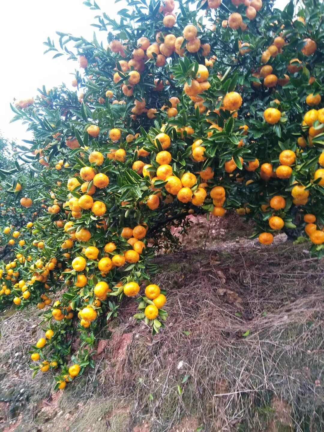 基地直发@蜜广桔，南丰蜜桔大量供应