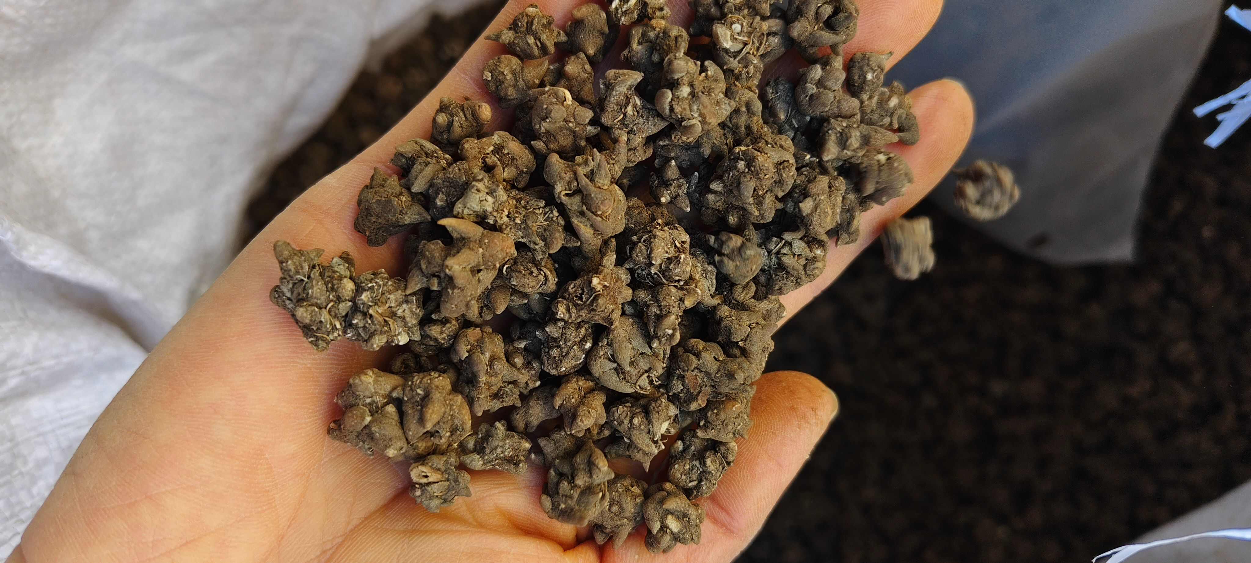 猫爪草，中药材猫爪草，源头厂家好货