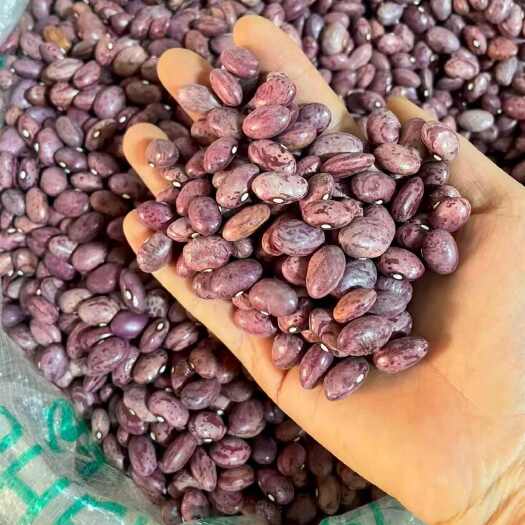 利川市新将军油豆角种子，下锅耙