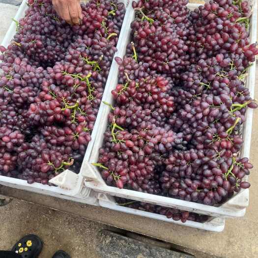 龙口市山东烟台龙口深红无籽葡萄产地直发