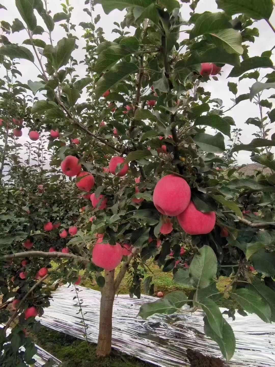 甘肃天水秦安红富士苹果产地直发