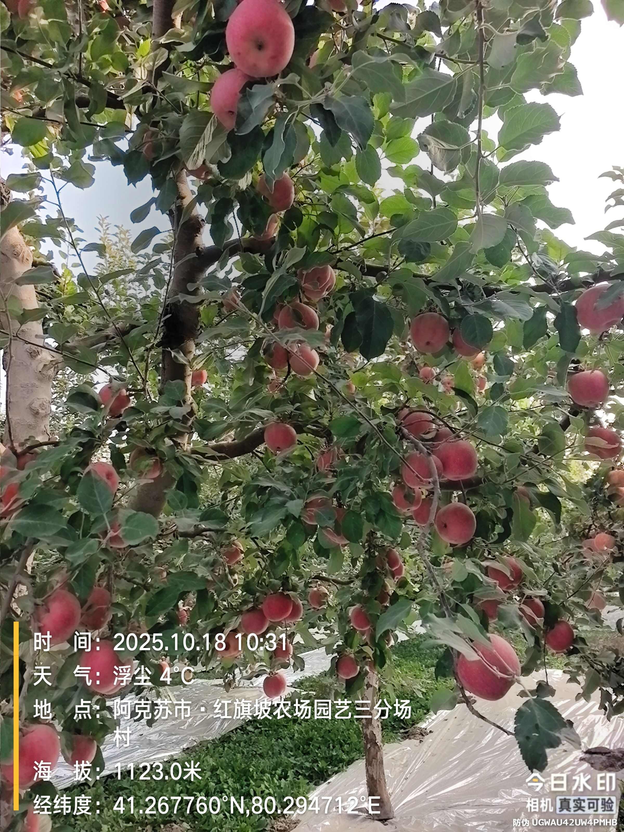 口感好，糖心重，是中国口感好吃的苹果，需要请联系，