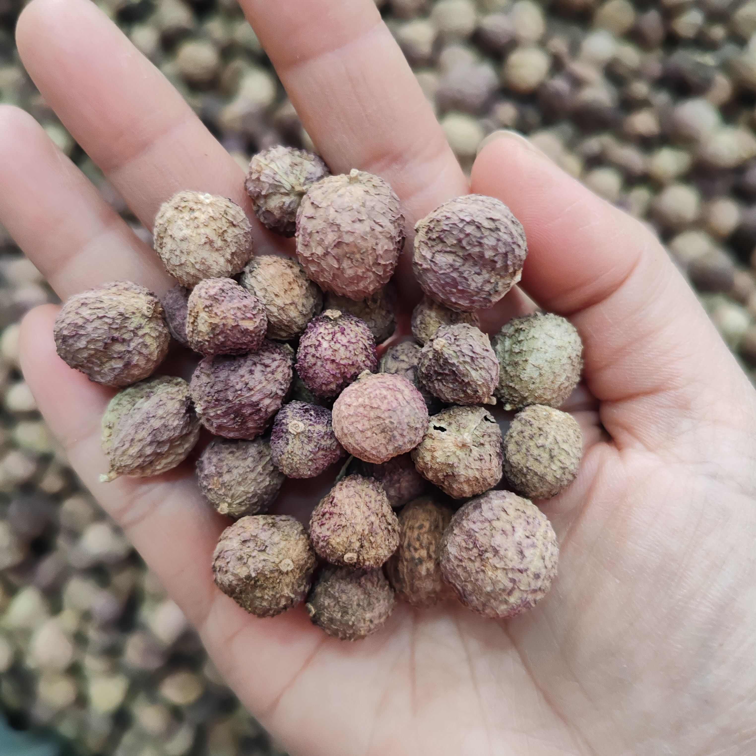 砂仁干货春砂仁云南砂仁500克砂仁