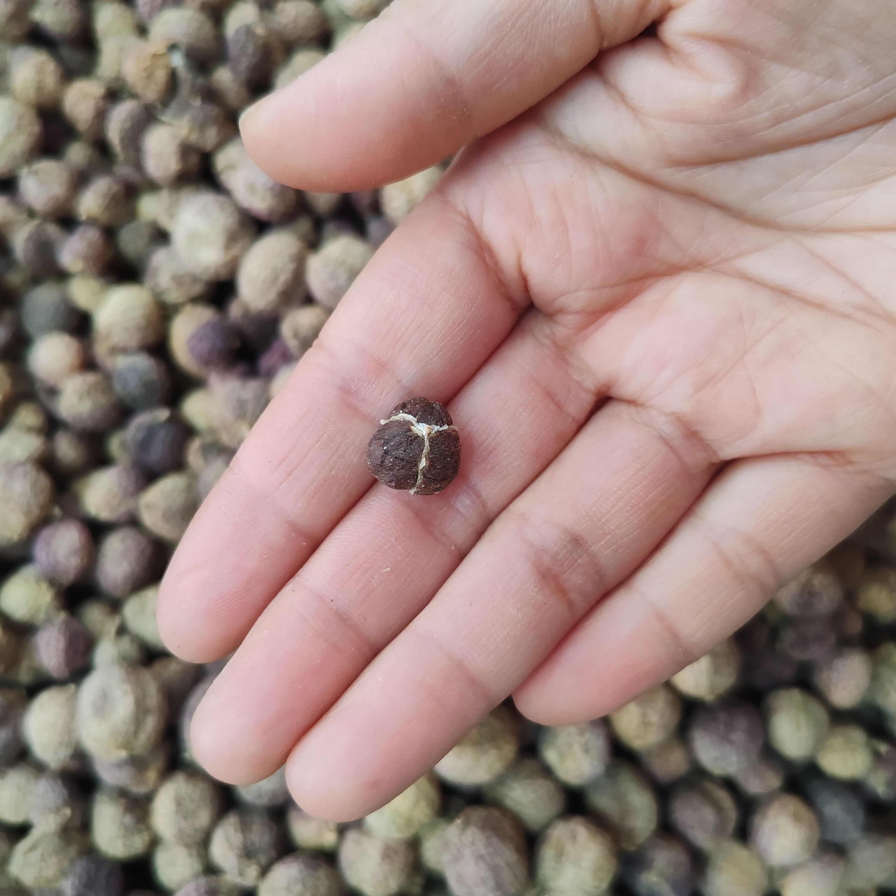 砂仁干货春砂仁云南砂仁500克砂仁