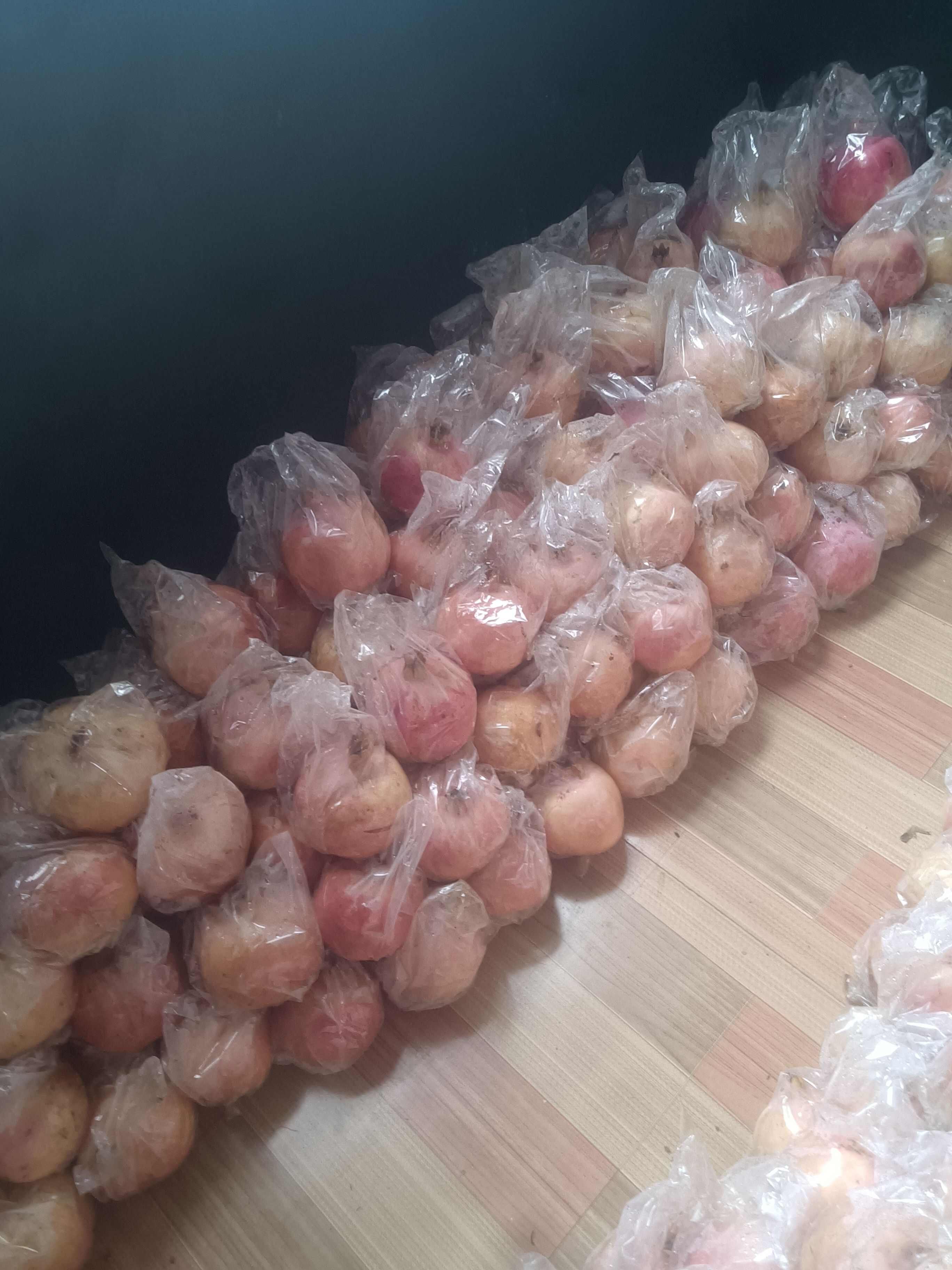 自己种的临潼甜石榴