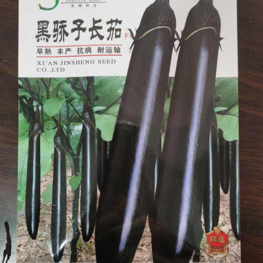 南阳鸿运早茄黑美龙金美意越豪919系列紫茄子品种