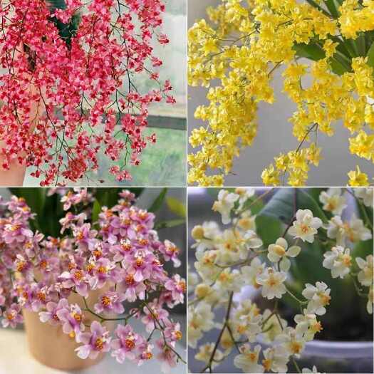 佛山多花梦香兰