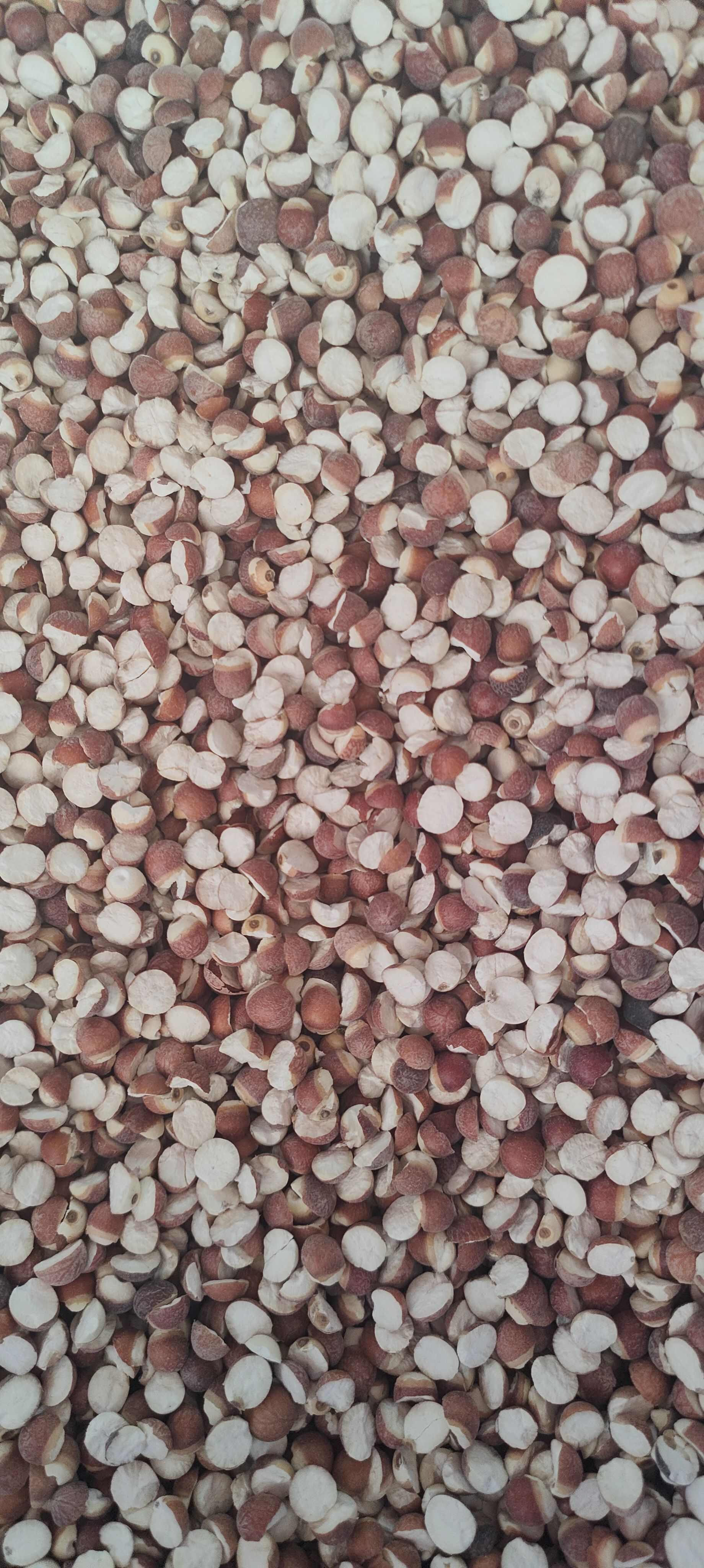 广西玉林芡实产地直供优质干果