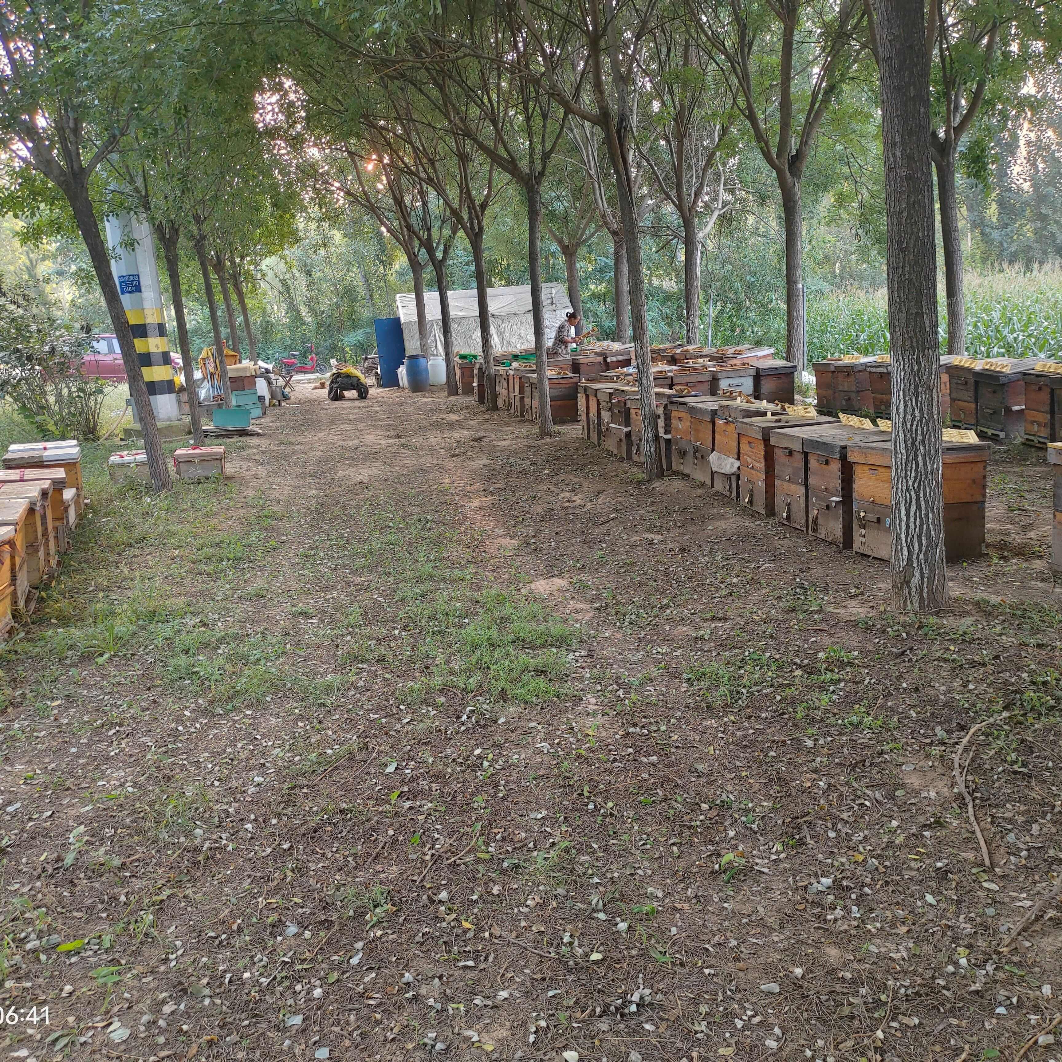 河北武强油菜蜜 荆花蜜 槐花蜜 枣花蜜18-24个月保质期