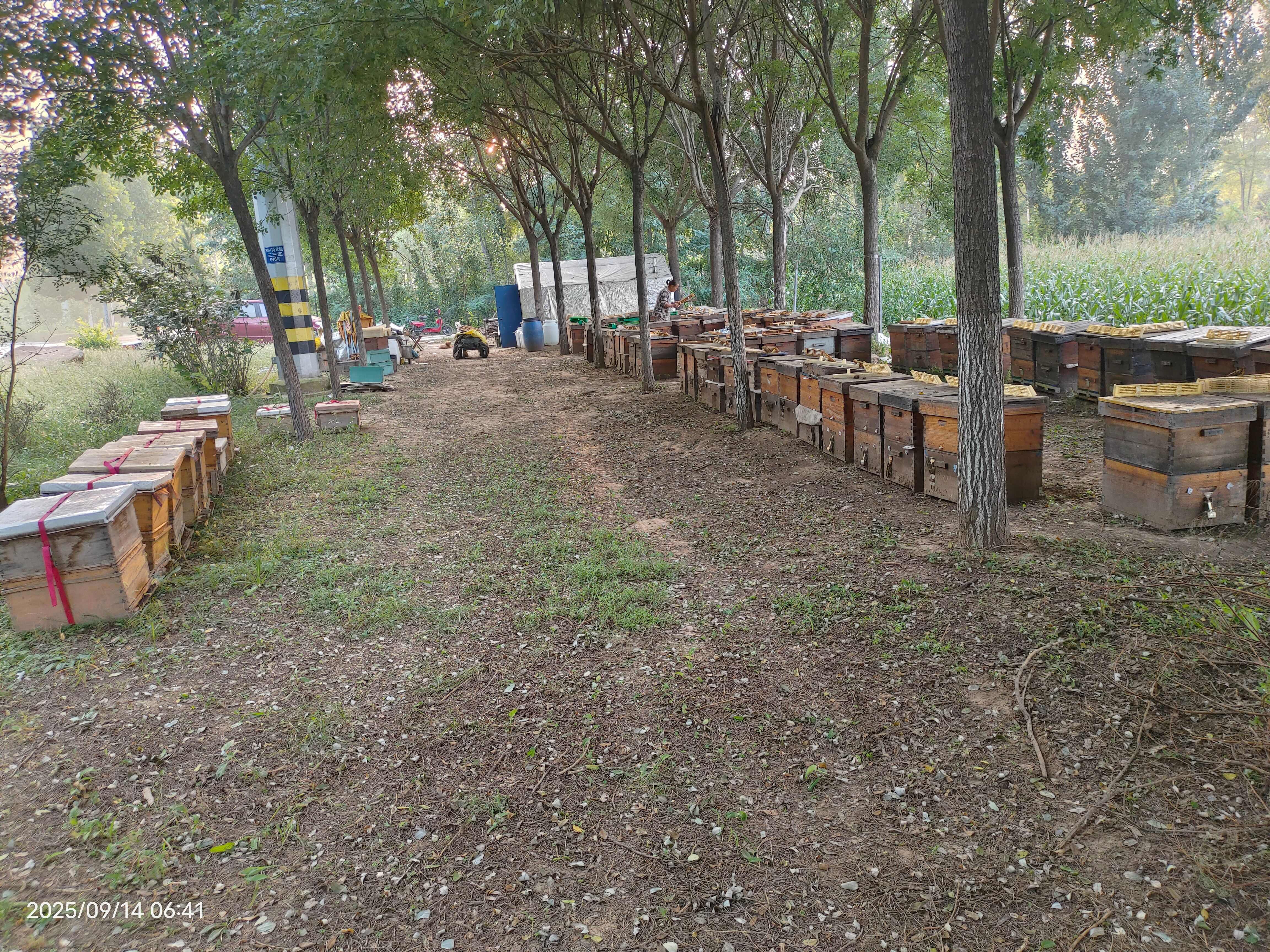 槐花蜜 枣花蜜 油菜花蜜 荆花蜜