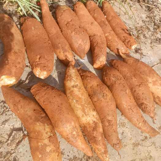 泸西县云南泸西高山雪莲果