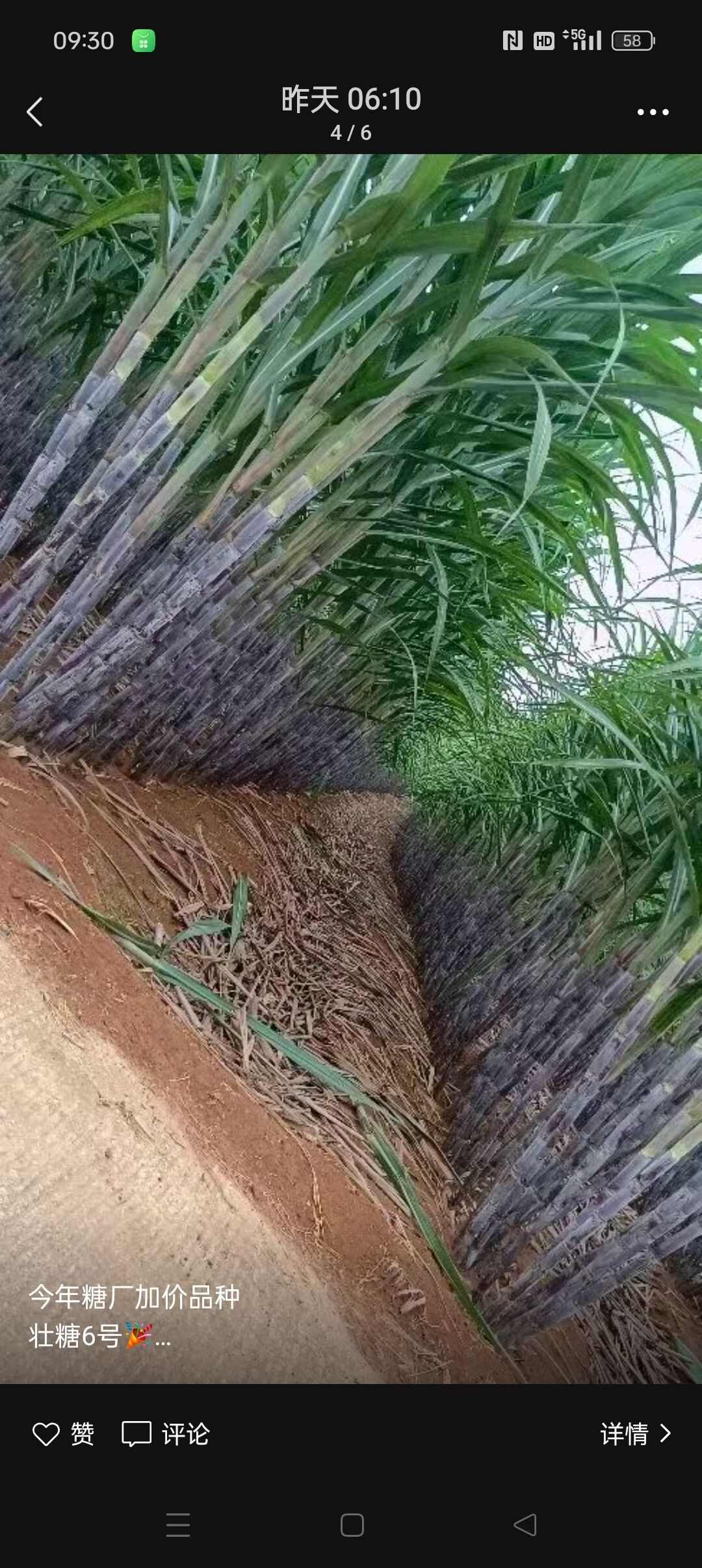 想种甘蔗吗