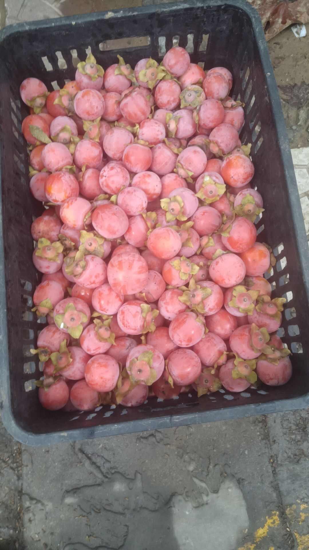 自己种的临潼石榴火罐柿子