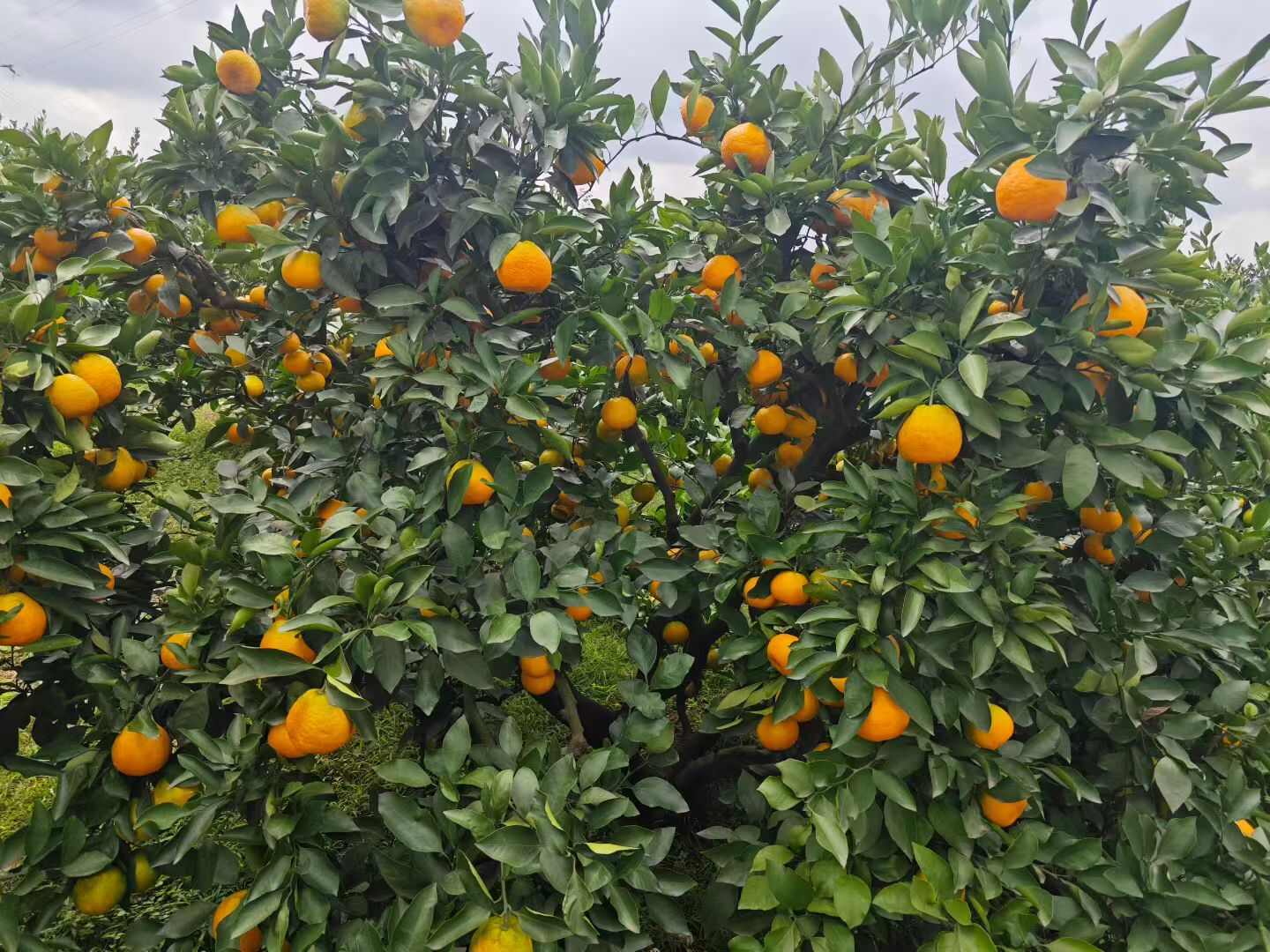 资阳蜜橘，