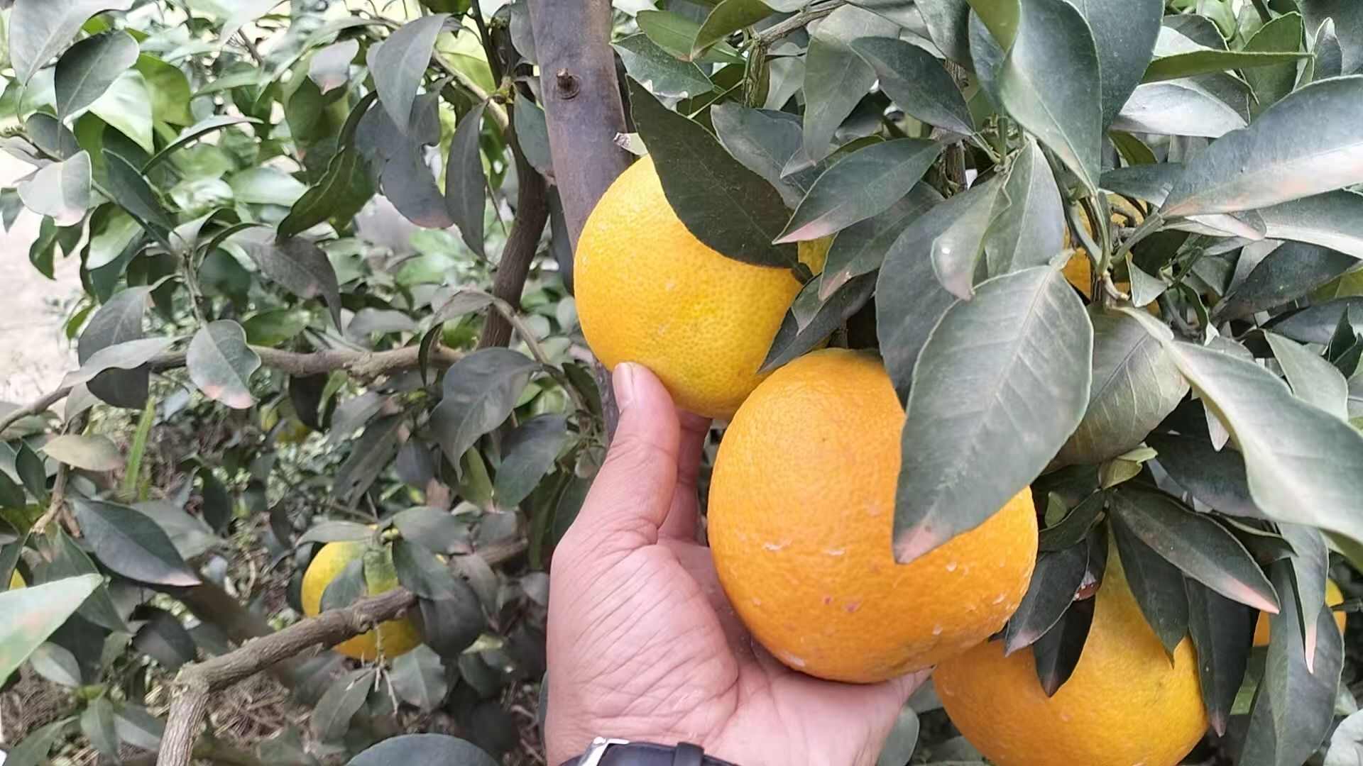 爱媛果冻橙
