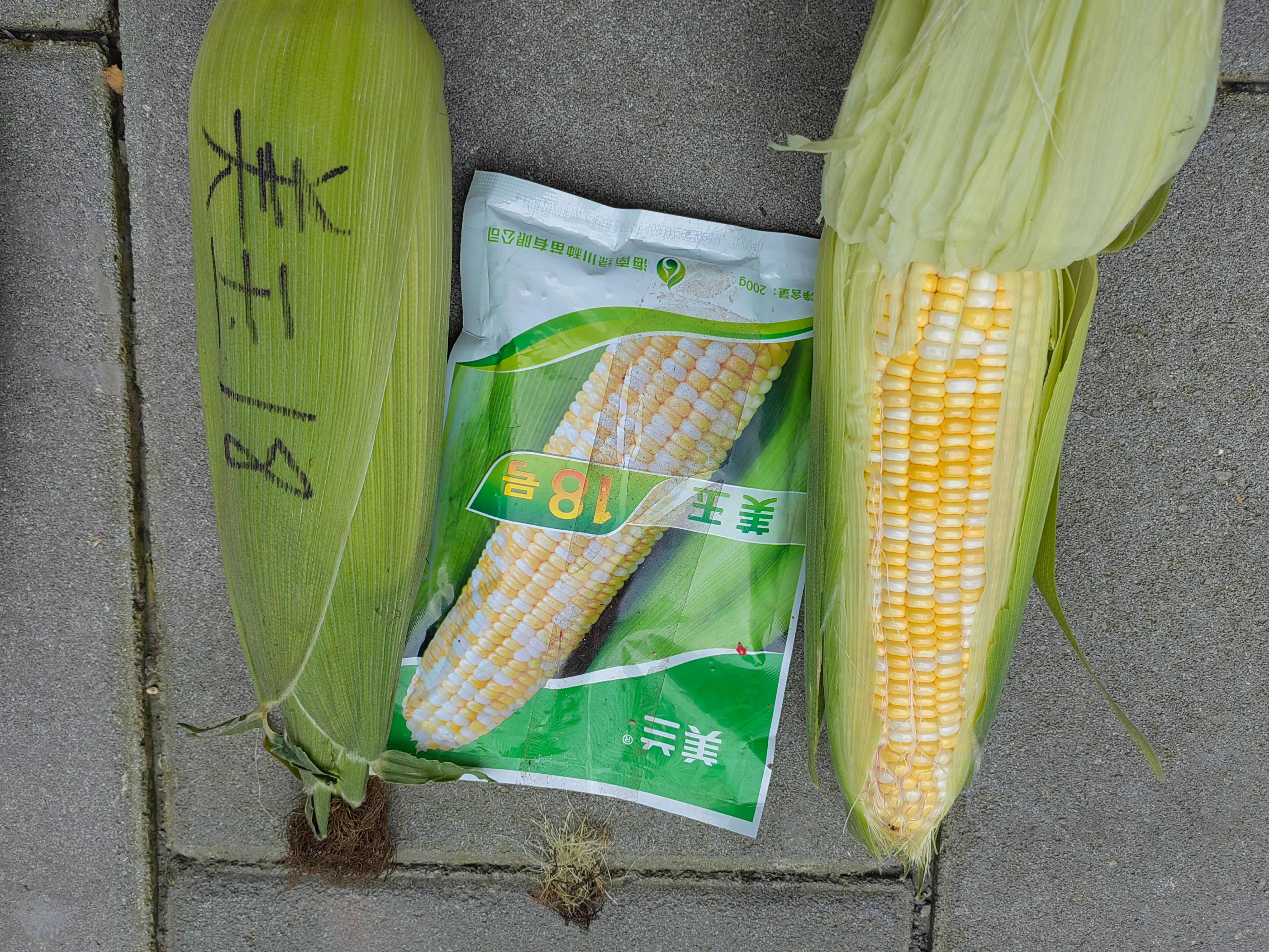 美玉18黄甜糯玉米种