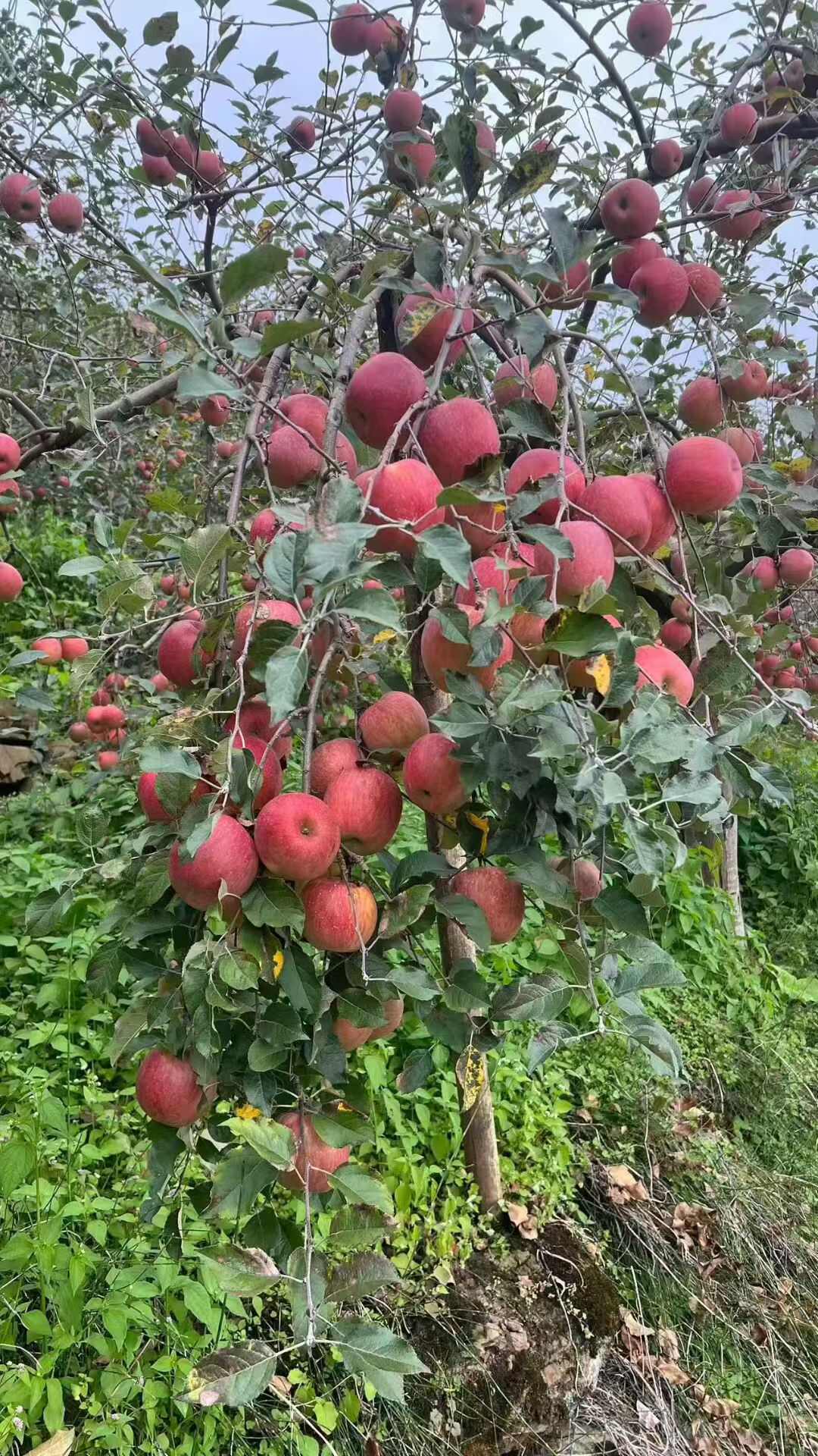 红富士，  3俩5起上不封顶，糖度15+    大量上市，