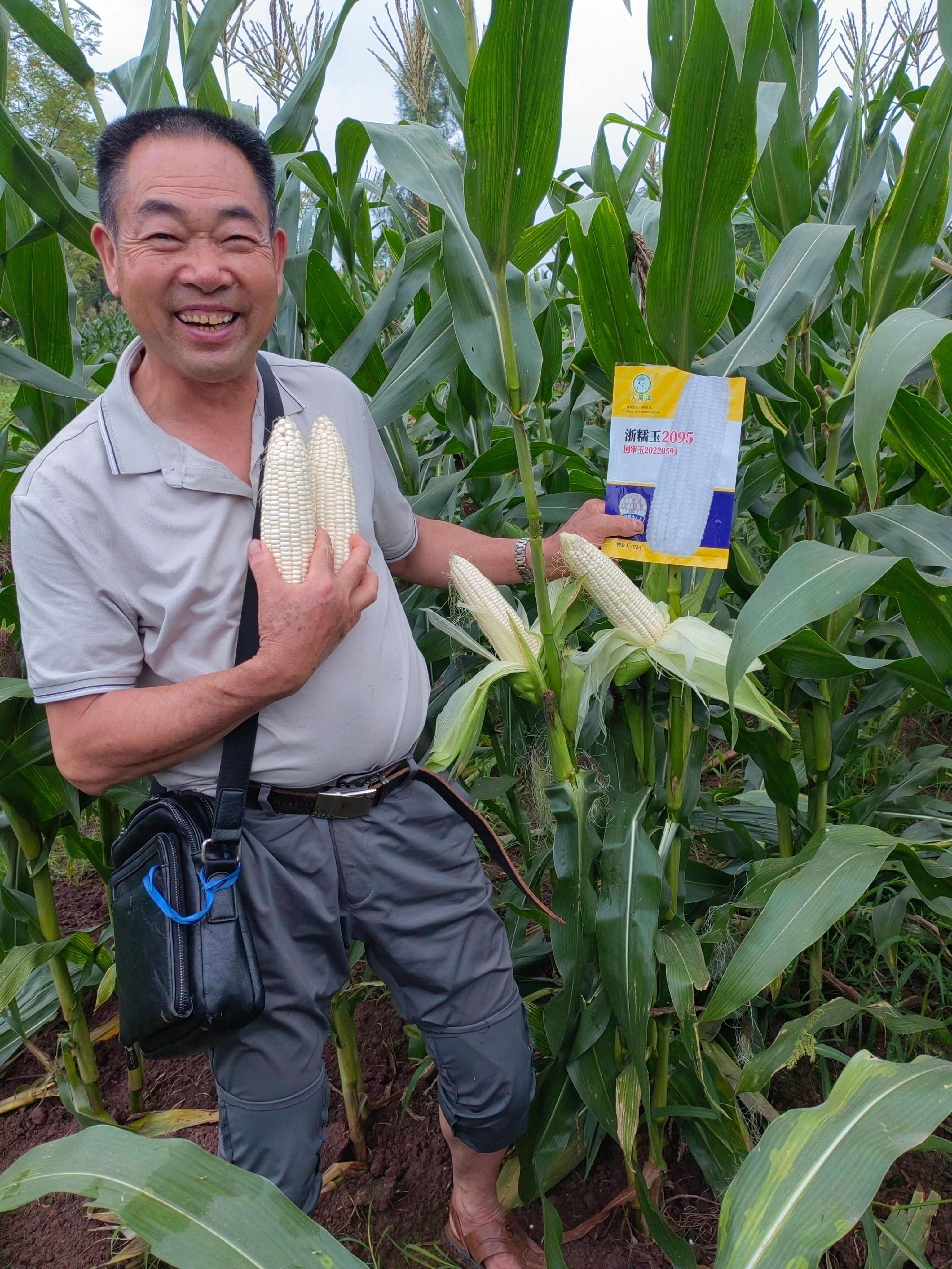 浙糯玉2095  早熟甜加糯玉米种子
