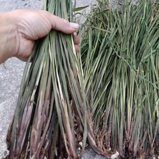 全州县五香草干货