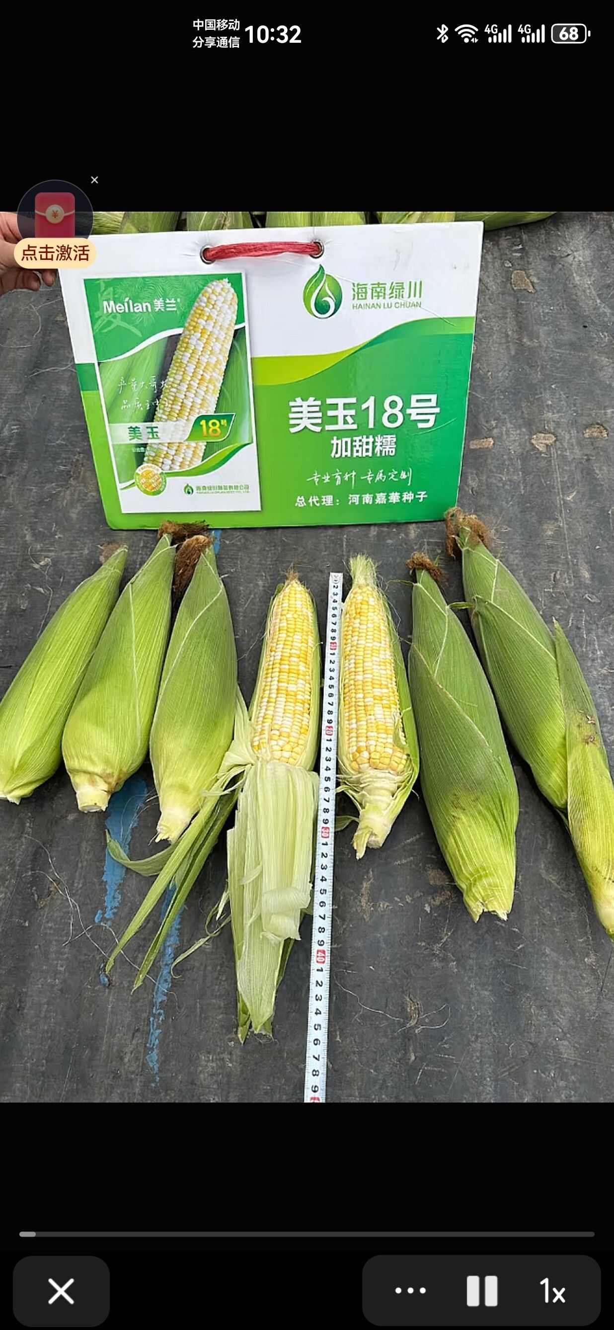 美玉18黄甜糯玉米种