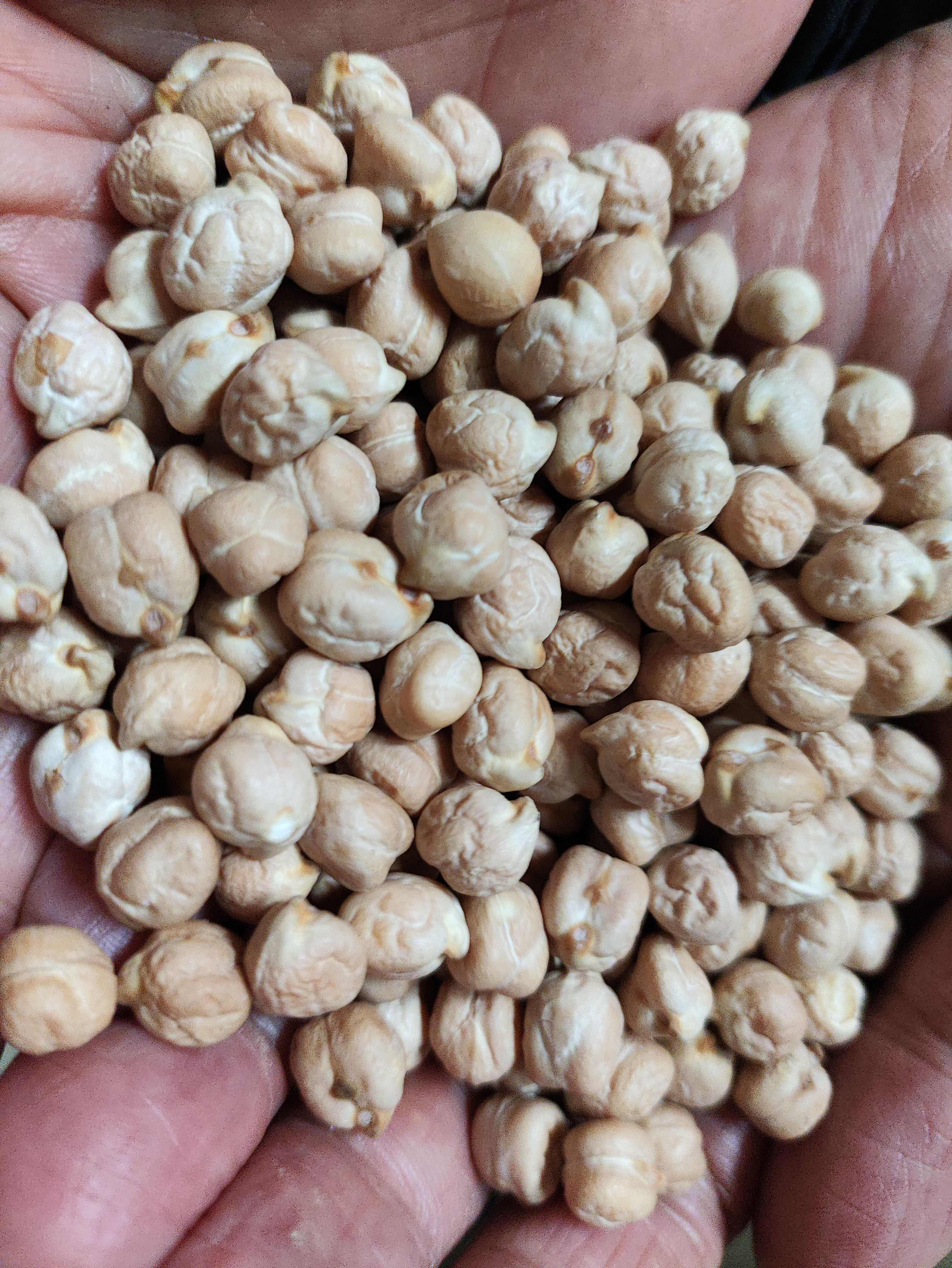 鹰嘴豆，印度鹰嘴豆，土耳其鹰嘴豆。各种规格型号有货