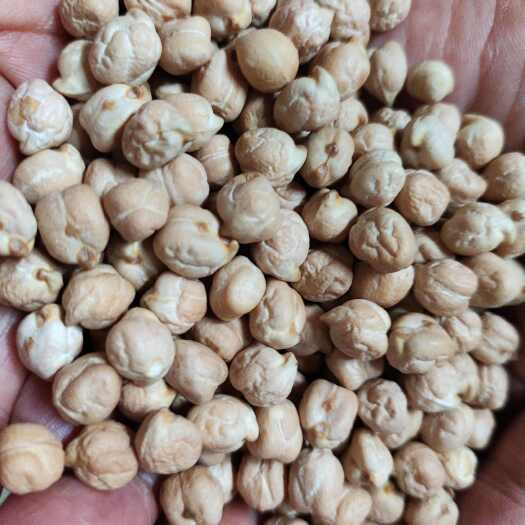 临沂鹰嘴豆，印度鹰嘴豆，土耳其鹰嘴豆。各种规格型号有货