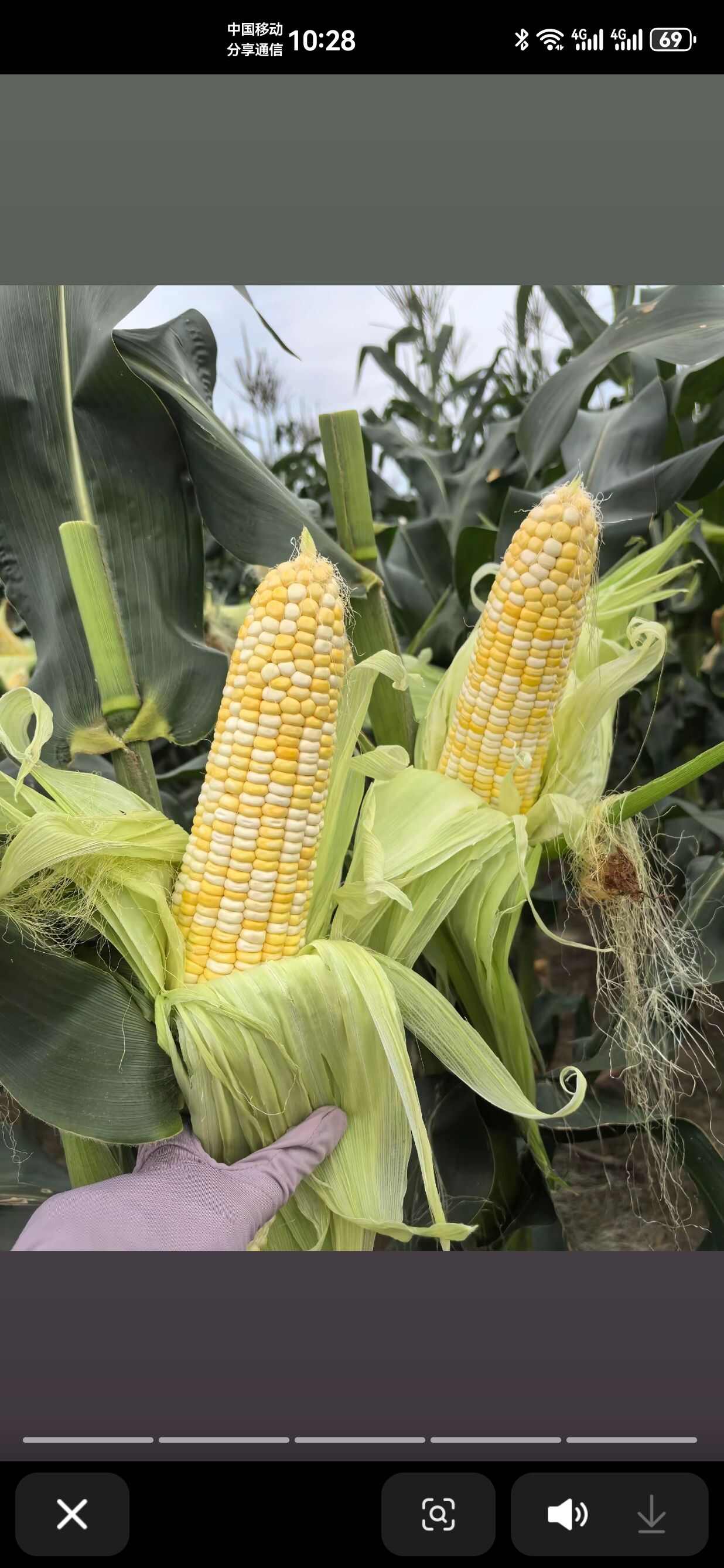 美玉18黄甜糯玉米种