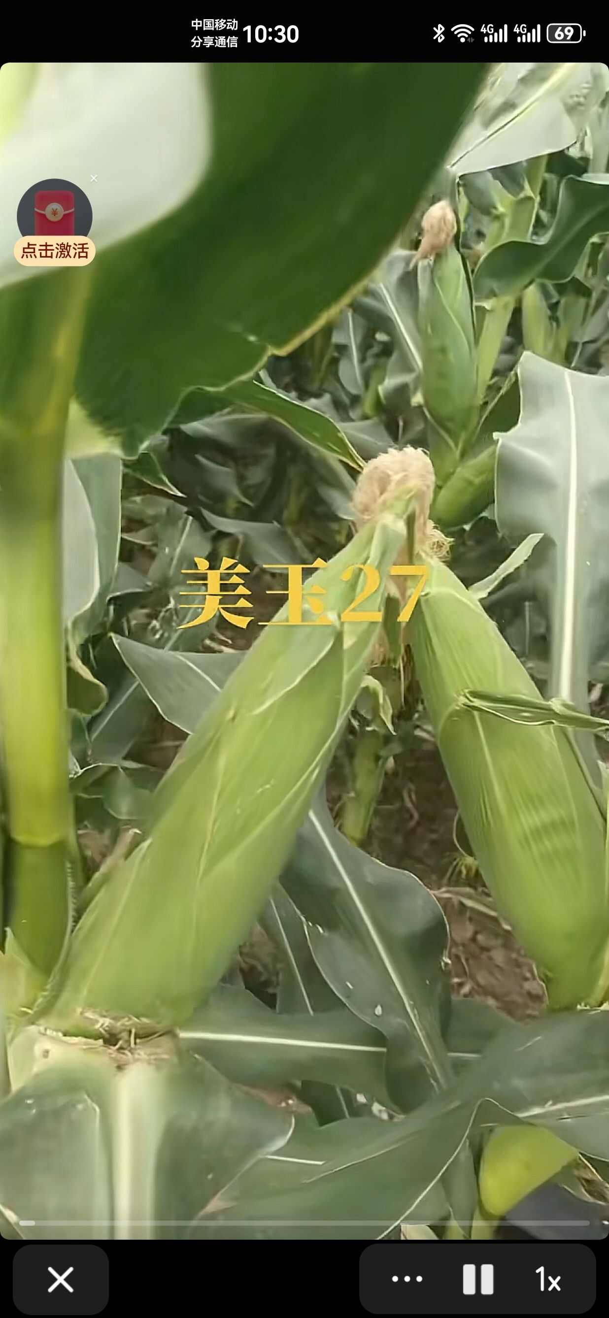 美玉27（加甜糯）种子