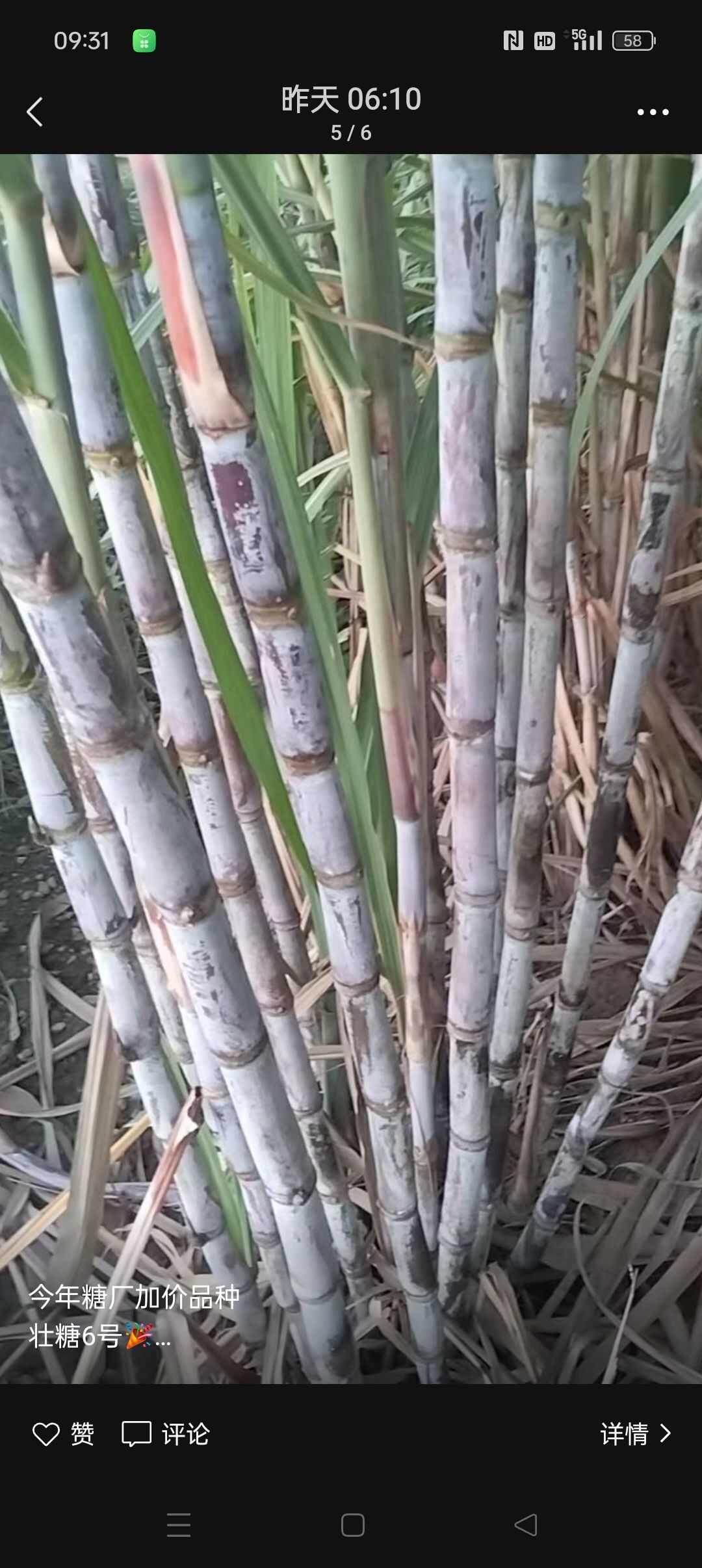 想种甘蔗吗