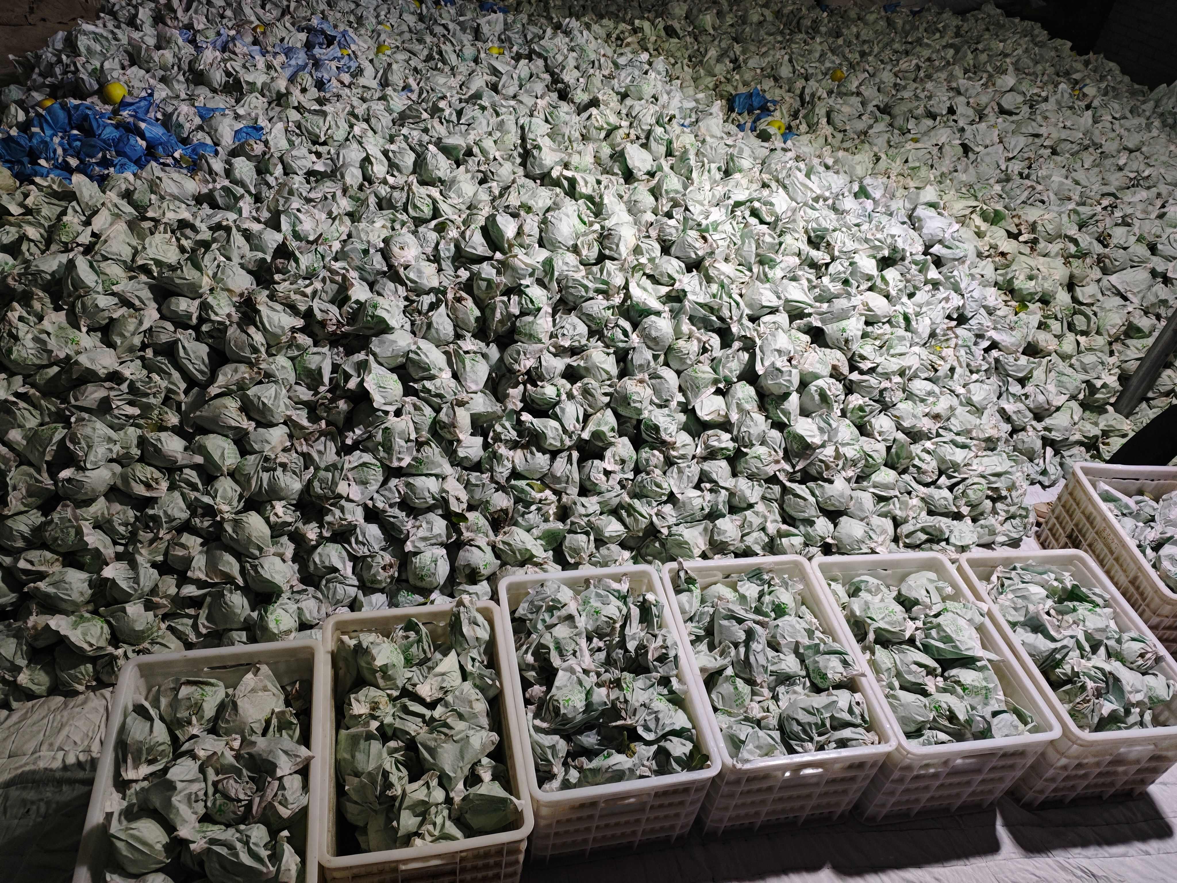 瑞雪苹果套袋货（陕西淳化）基地一手货 各种规格 新鲜采摘