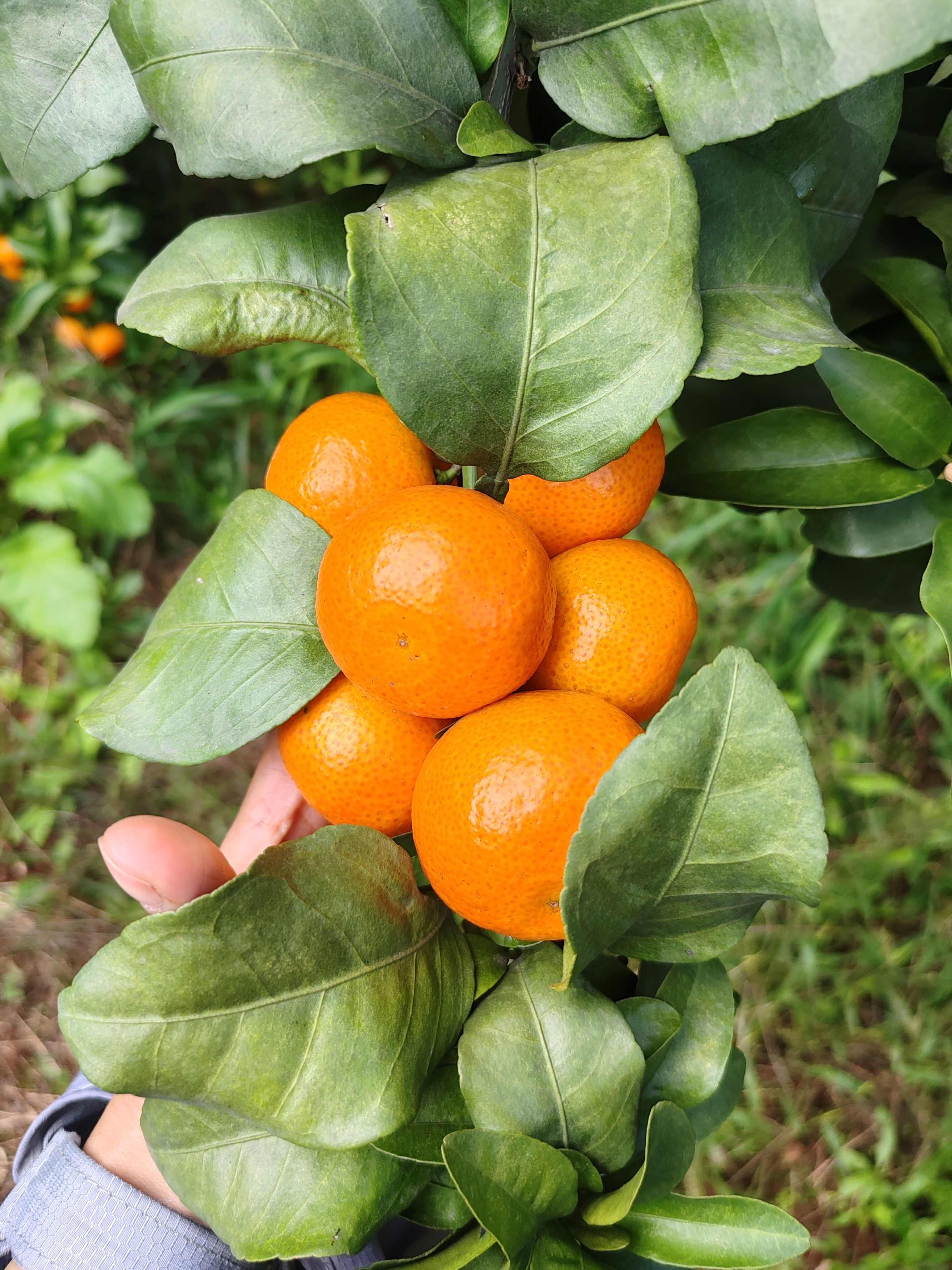 自家种的金秋沙糖桔  现货新鲜上市