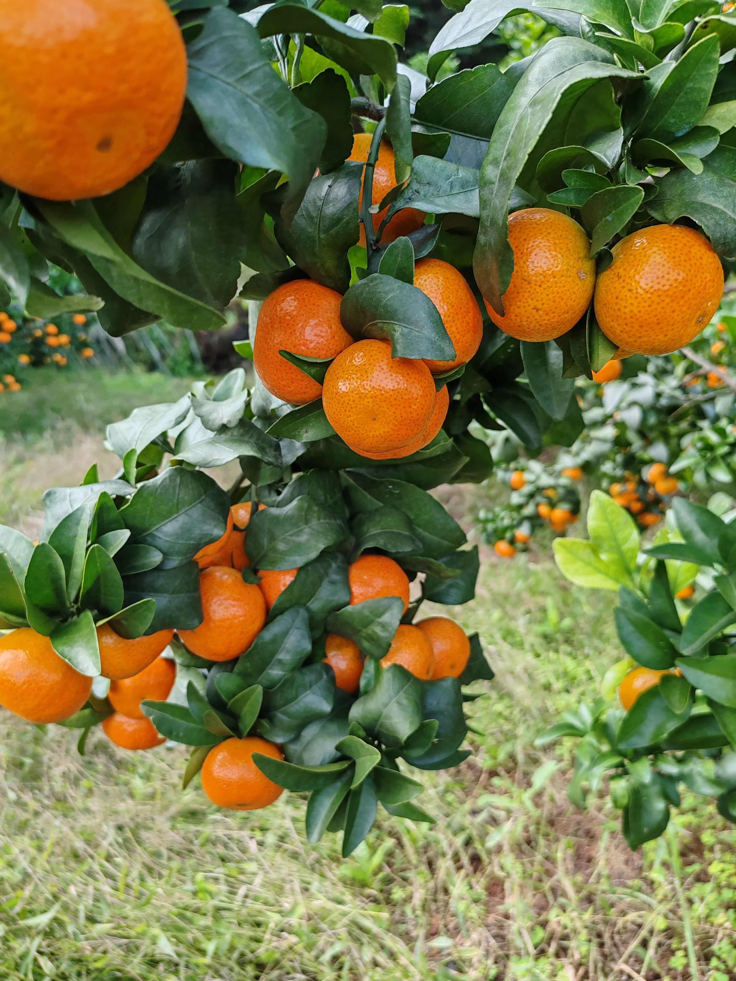 自家种的金秋沙糖桔  现货新鲜上市