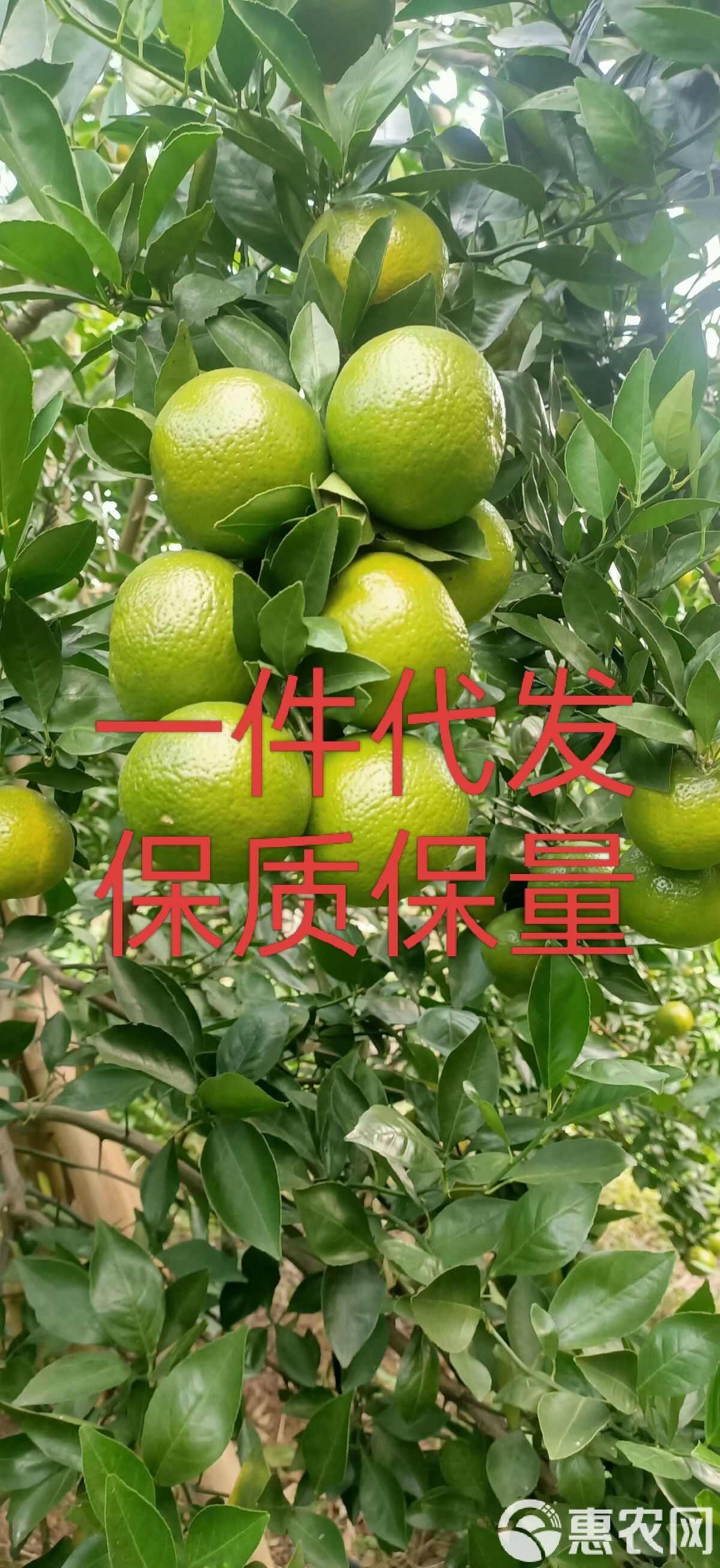 广西武鸣皇帝柑大量上市了，一件代发对接，保质保量